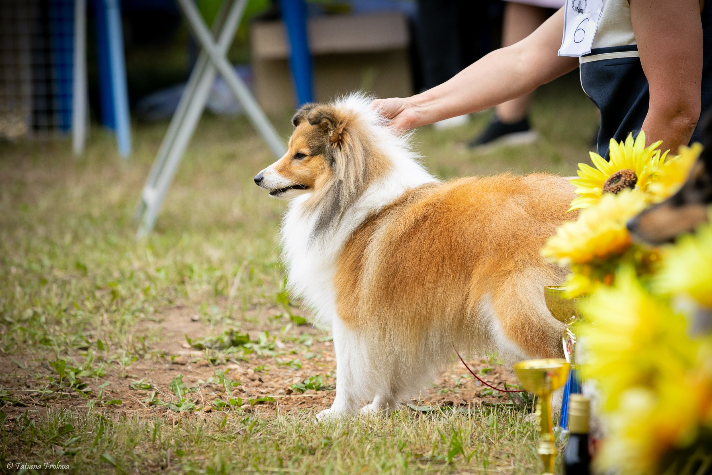 Фотосопровождение выставки собак в Московской области и Москве. Фотограф-анималист в Москве и Московской области Татьяна Фролова