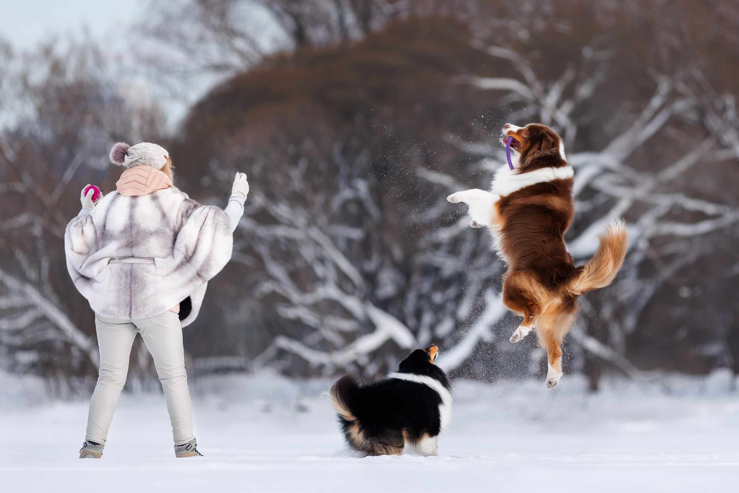 Марик и Дэн. Фотограф-анималист в Москве и Московской области Татьяна Фролова