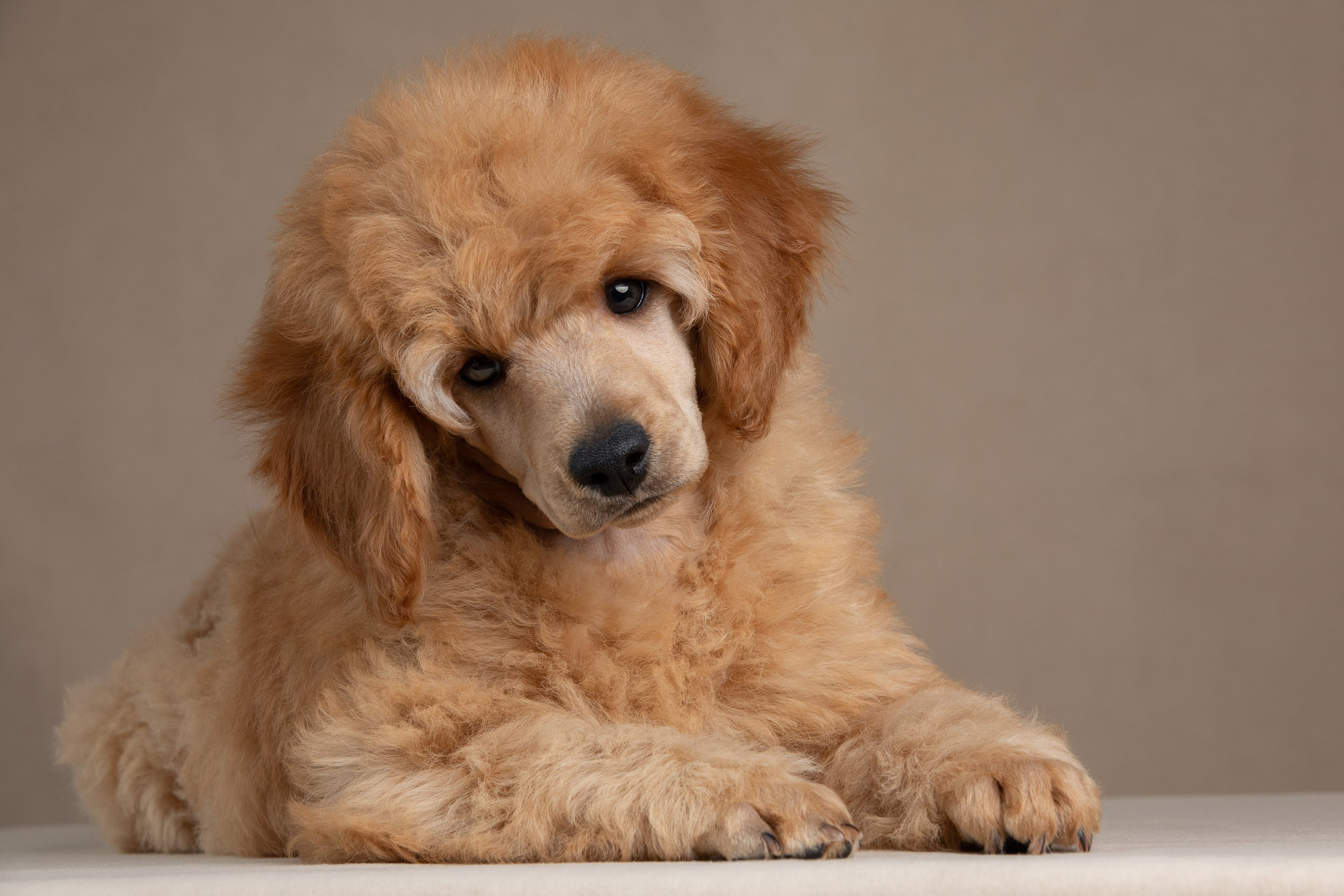 Фотосессия для щенков пуделя с выездом в Щербинку. Фотограф-анималист в Москве и Московской области Татьяна Фролова