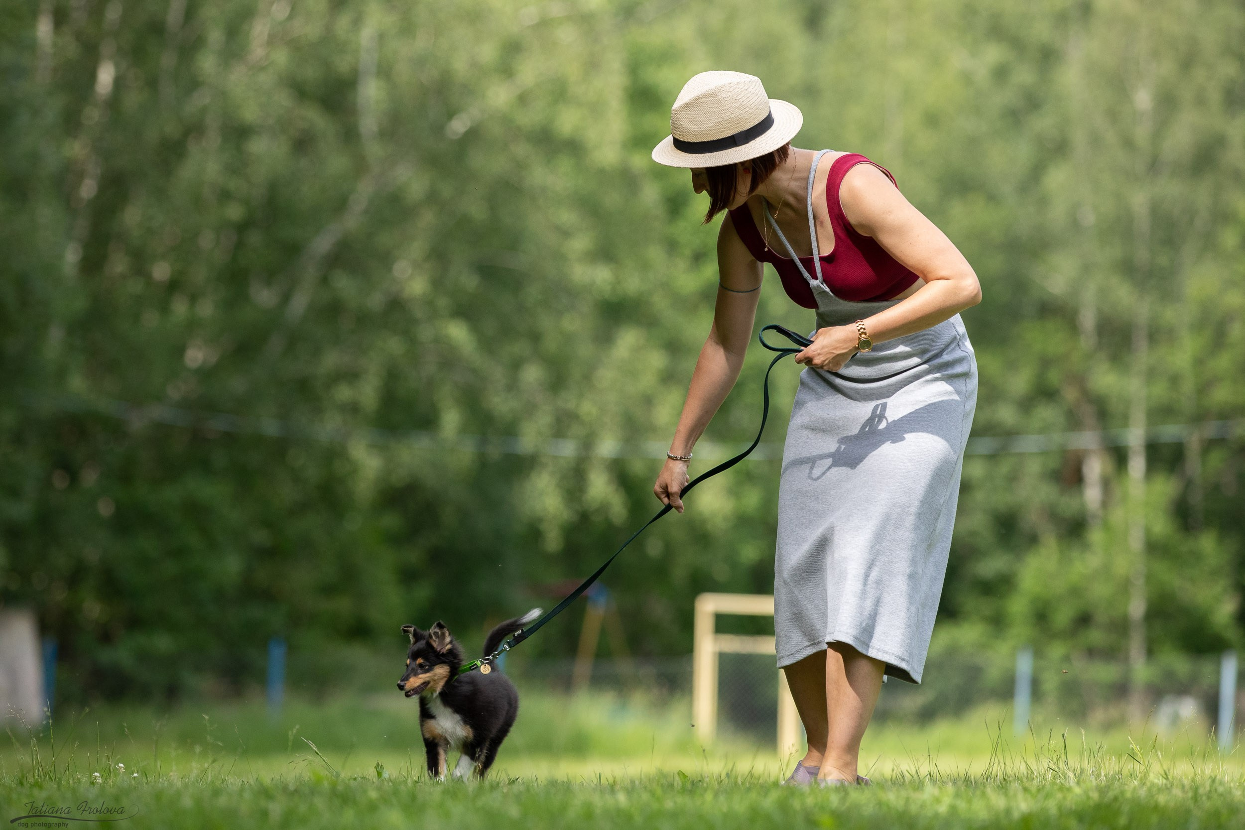 Репортаж с выводки молодняка колли/шелти в Ясенево. Фотограф-анималист в Москве и Московской области Татьяна Фролова
