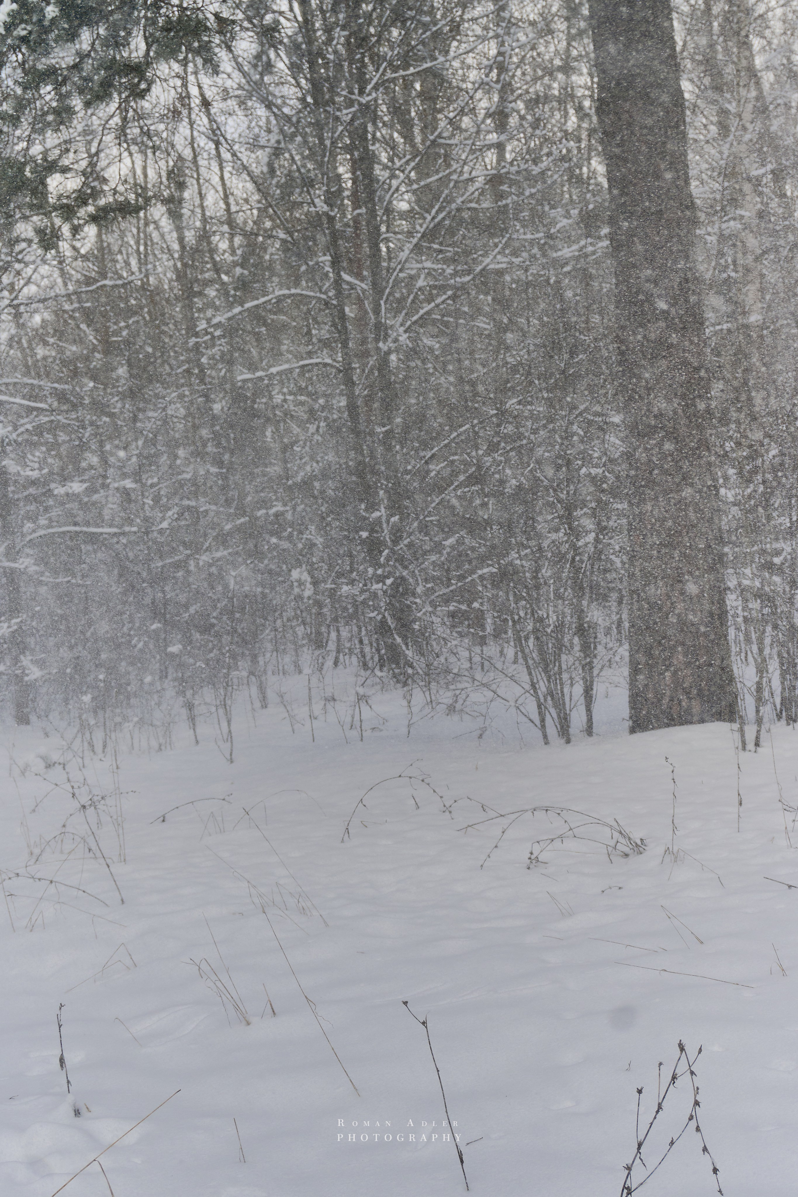 Апрельский снег. Москва 2025. Фотограф Роман Адлер