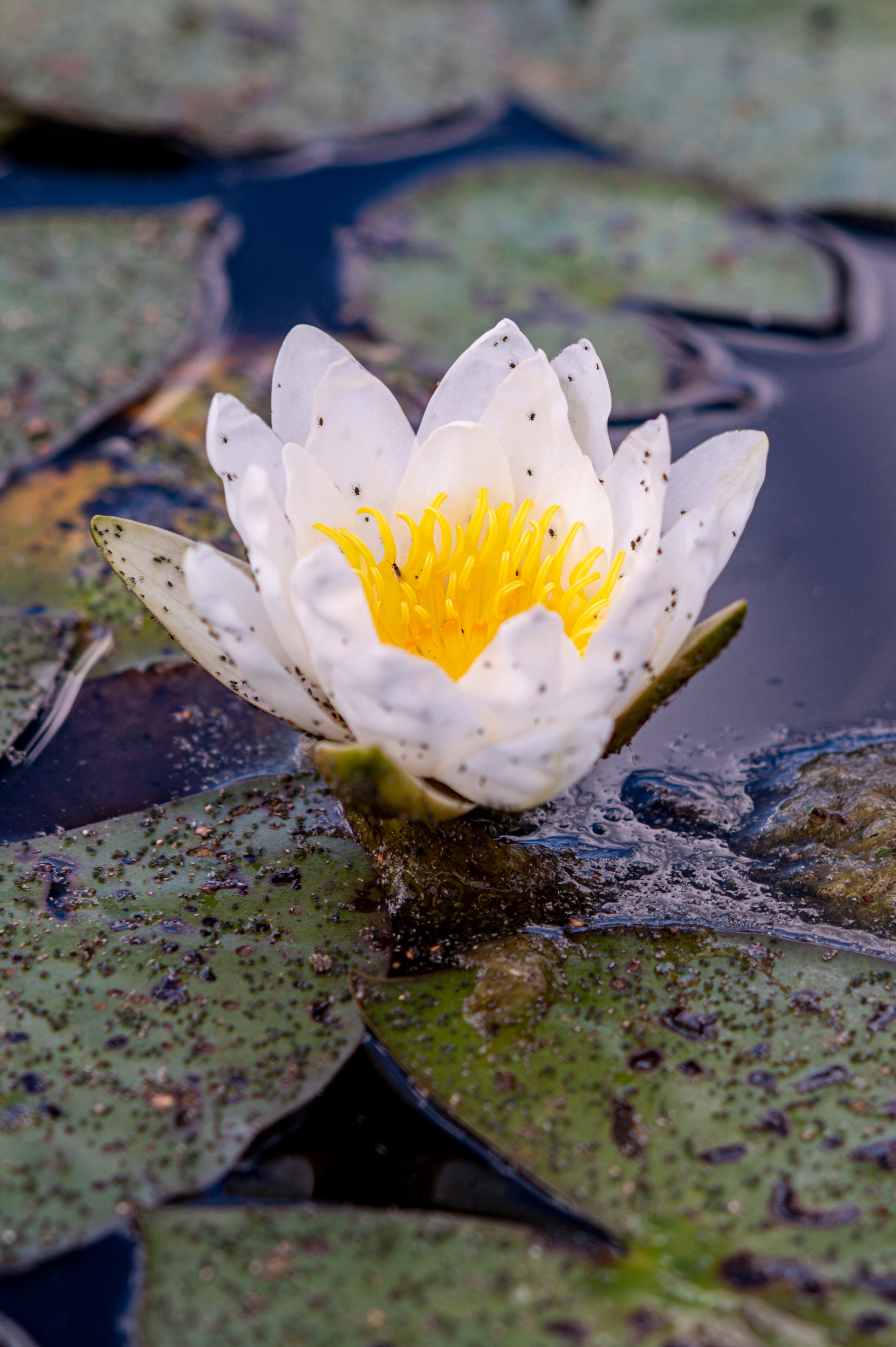 Муром. Сентябрь 2022. Фотограф Роман Адлер