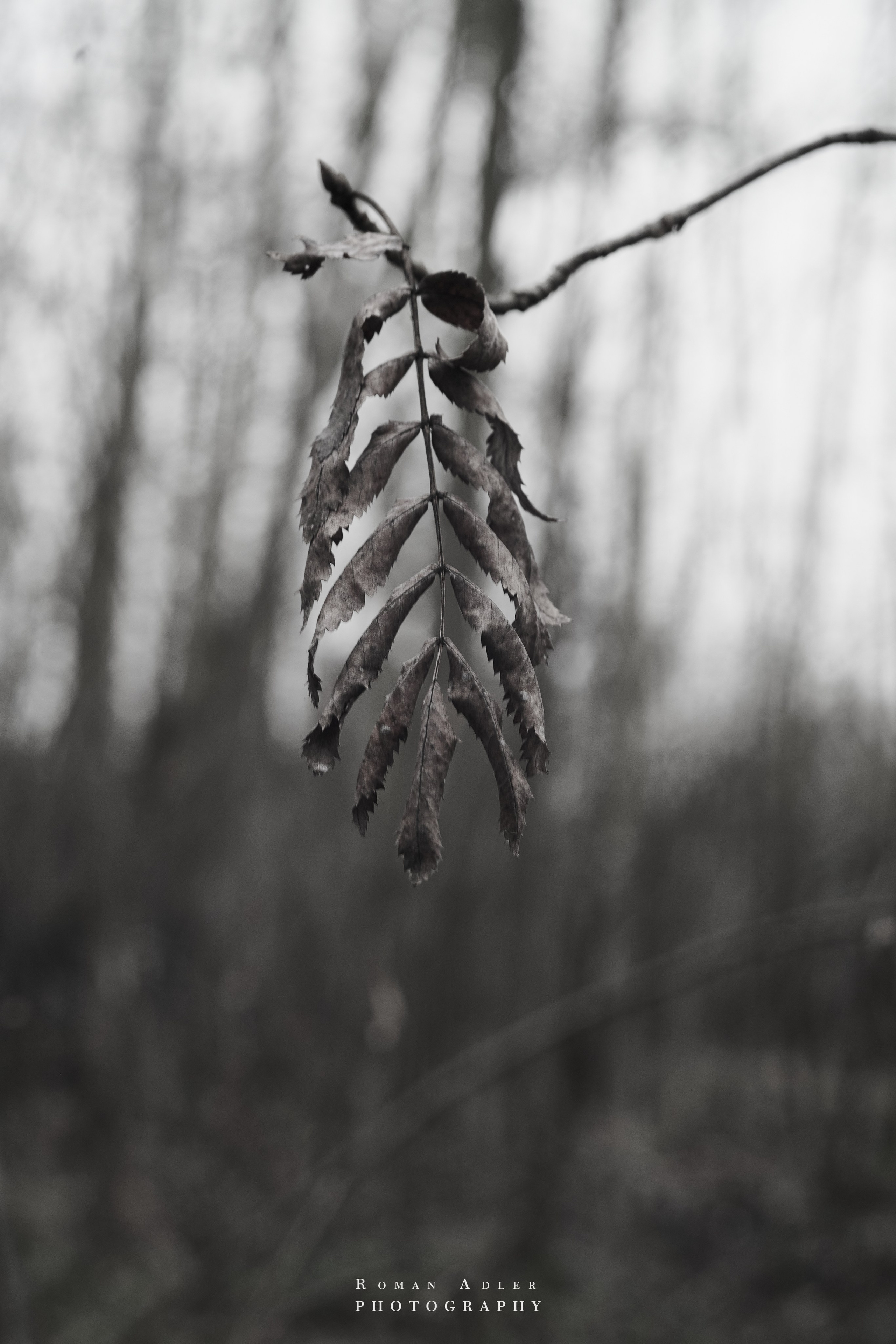 Февральский лес. Фотограф Роман Адлер