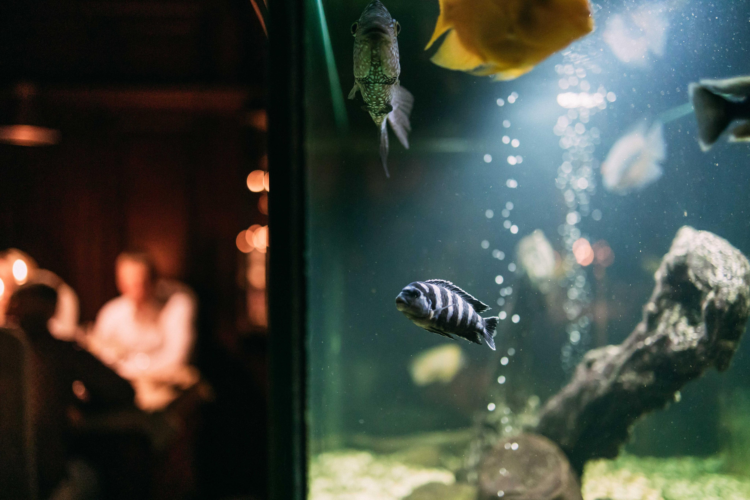 Ужин на Титанике в ресторане «Посейдон» | апрель 2023, Тюмень. Фотограф в Тюмени Башмакова Анна