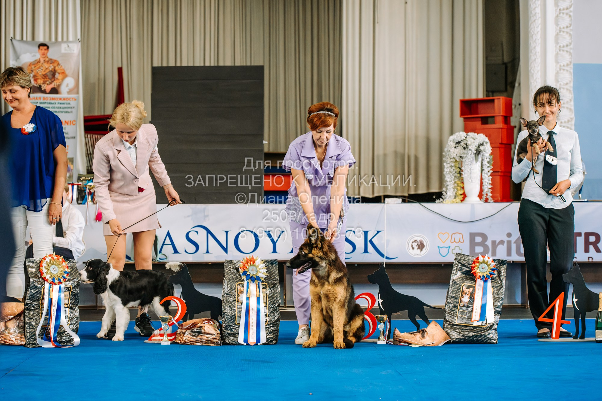 Национальная выставка собак всех пород ранга САС-IKU «Кубок Красноярск. Фотограф Диана Оленина Красноярск / Братск