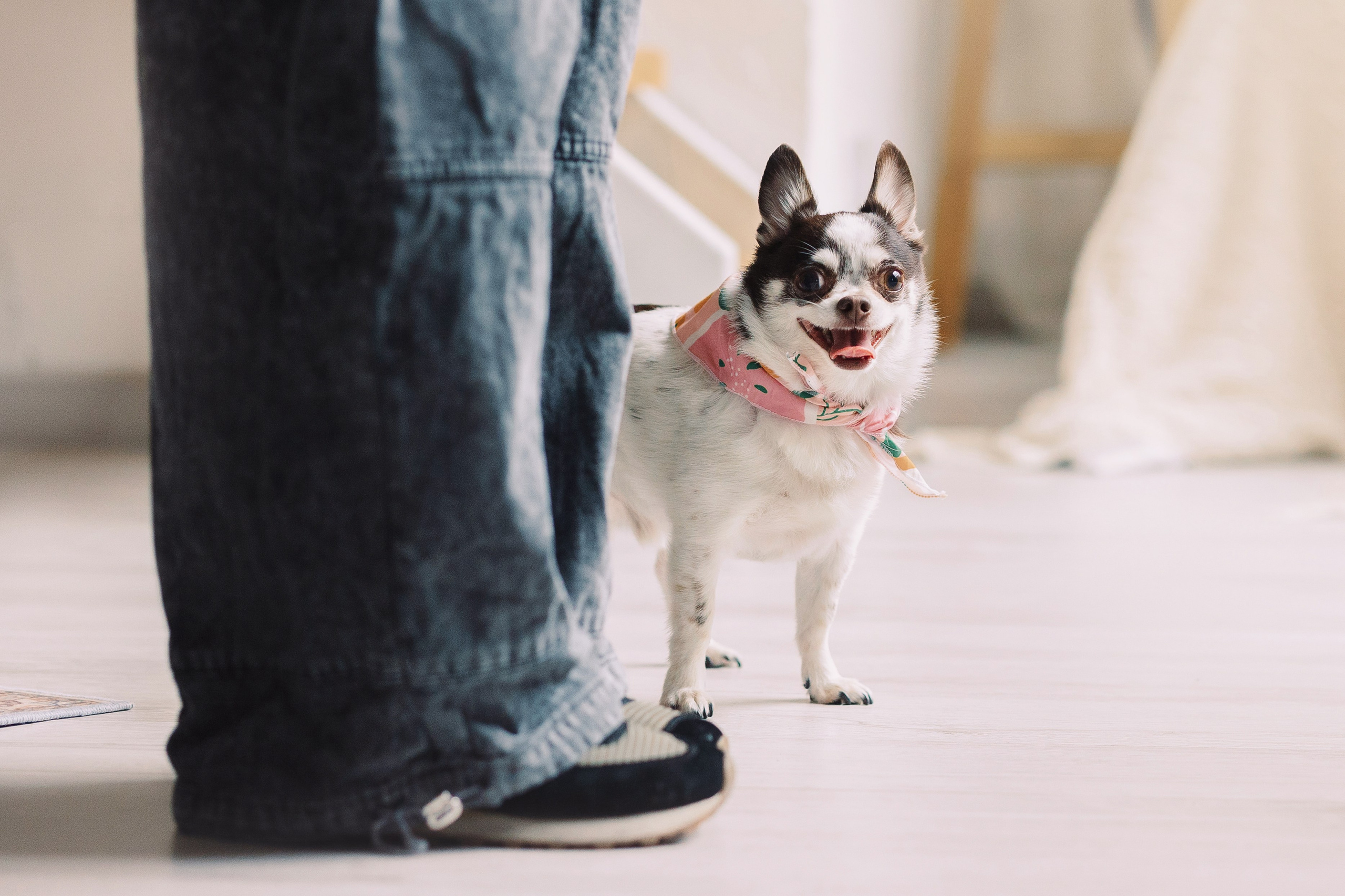 Магазин Friend of mine. Фотограф-анималист Елена Радченко, Москва