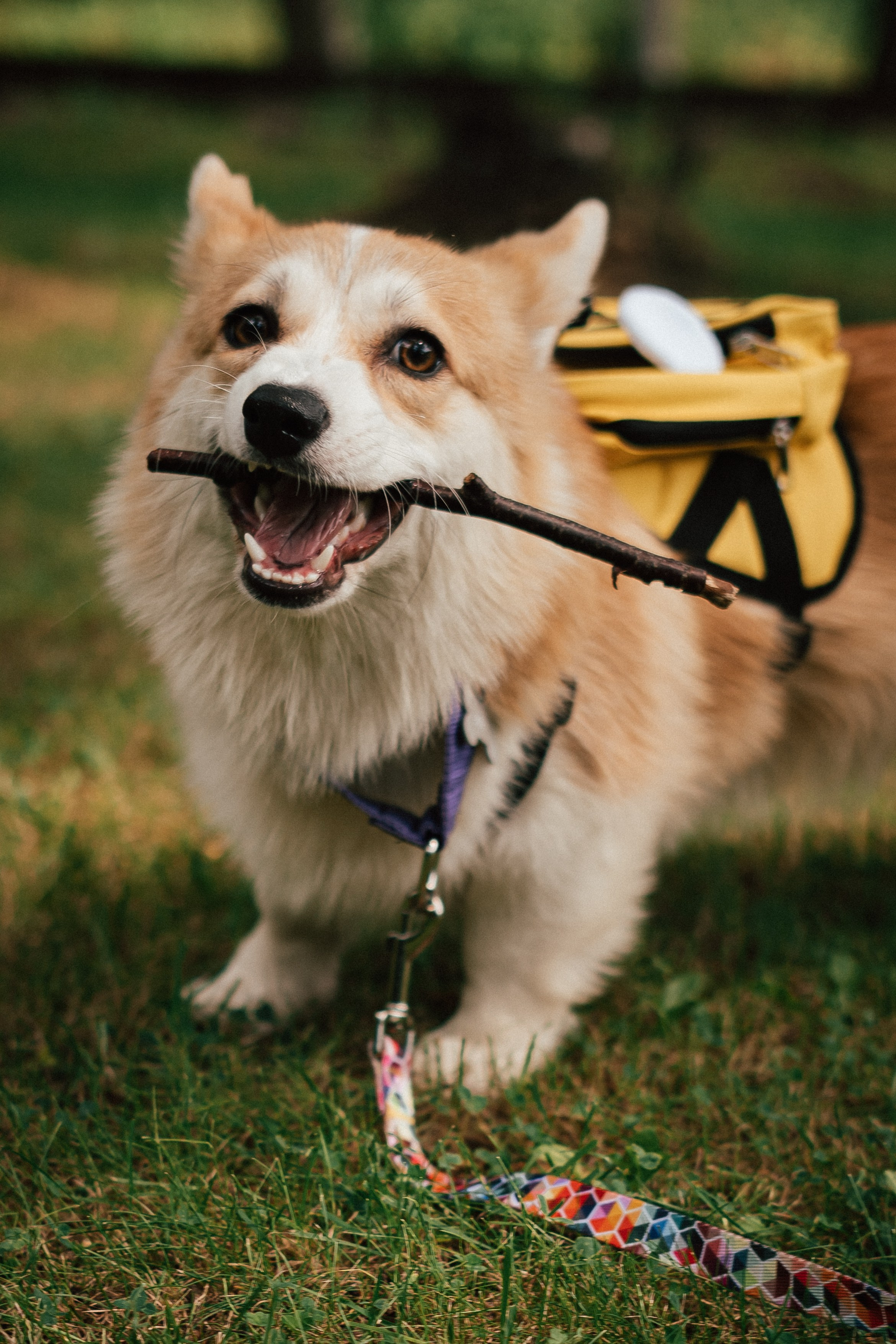 Фотосессия с собакой сахалин. Фотограф сахалин