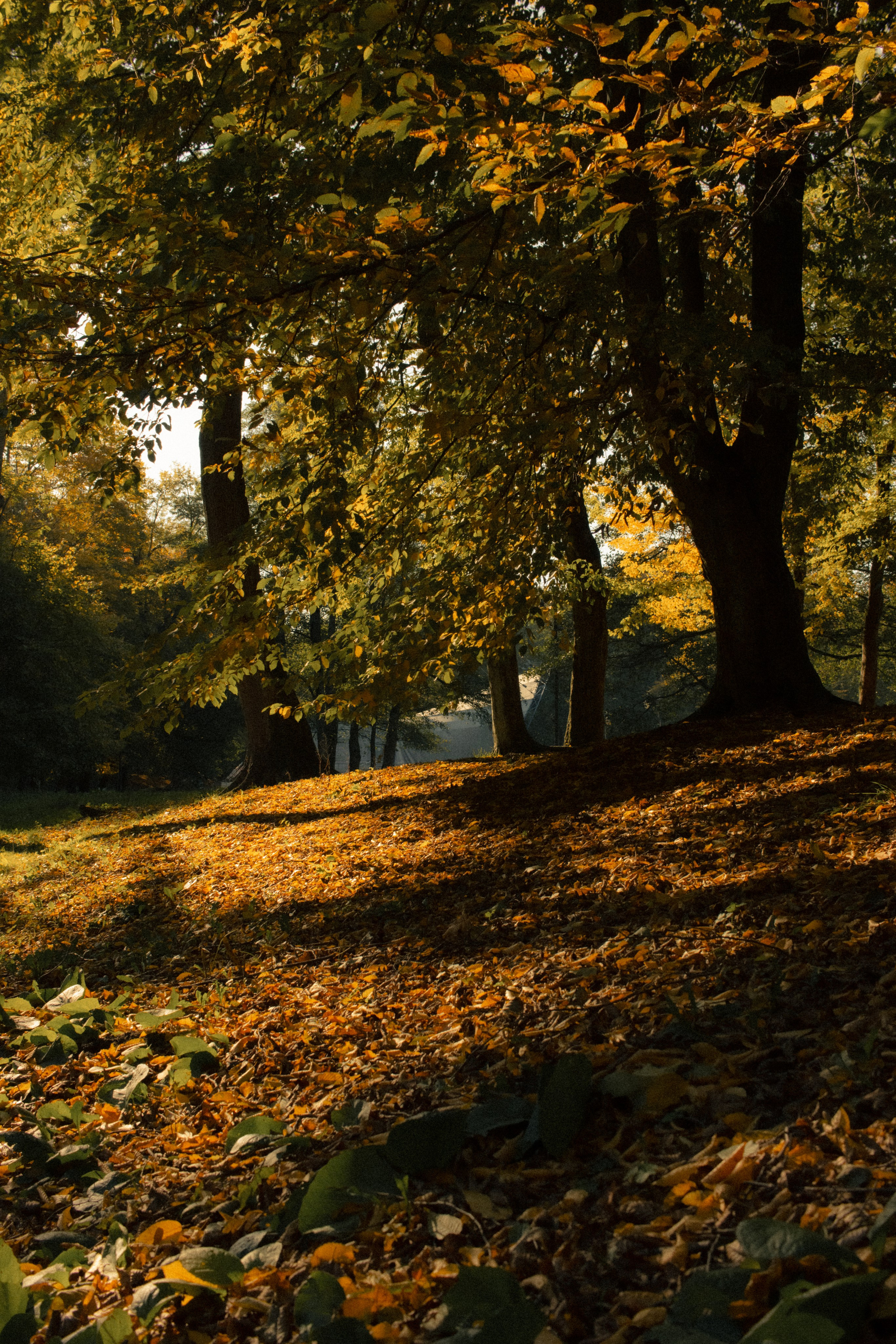 Фотопрогулка в парке Калининград. Портретный фотограф в Калининграде Рита Холодова