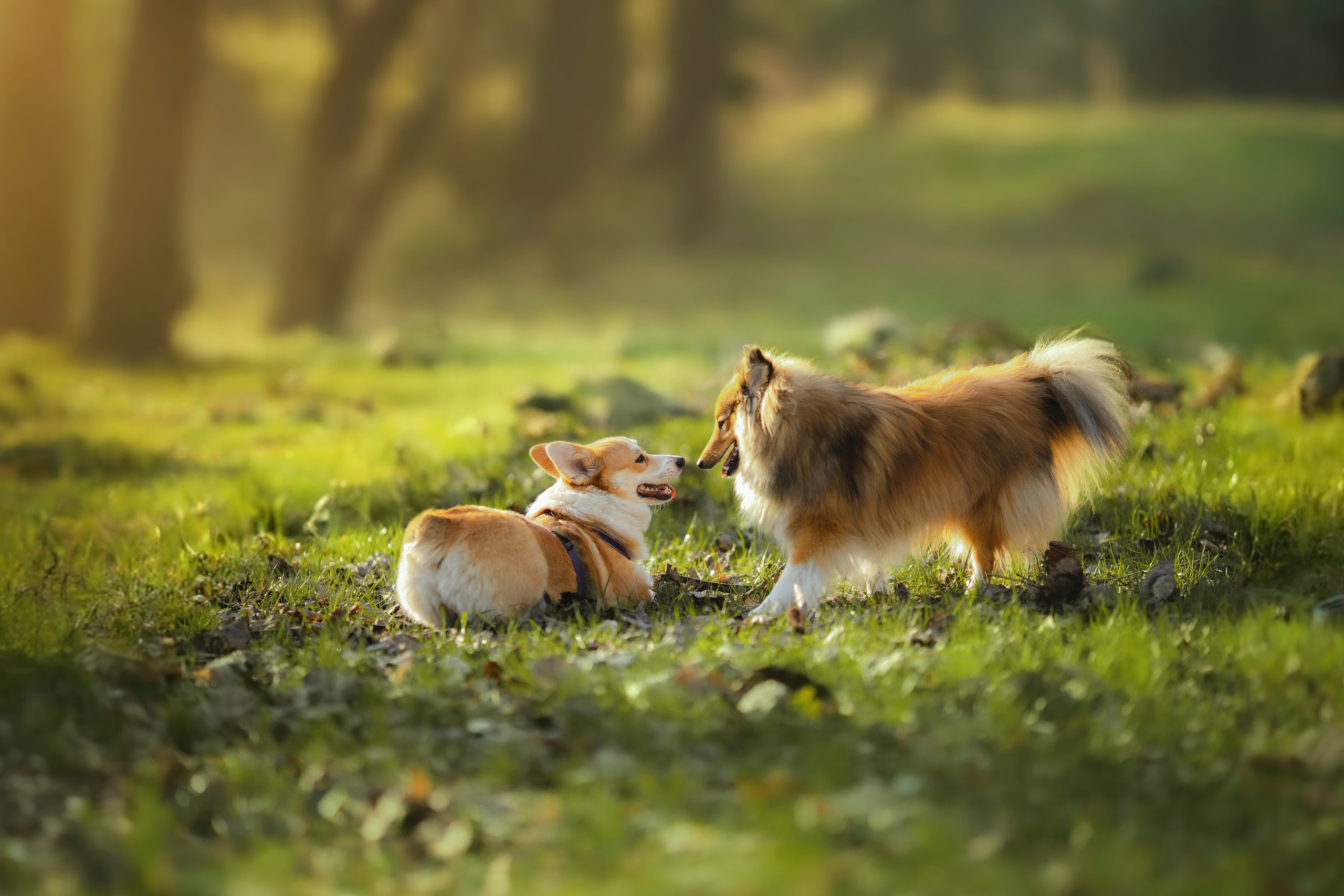 Найк и Меган. Художник и Фотограф Тимохина Юлия