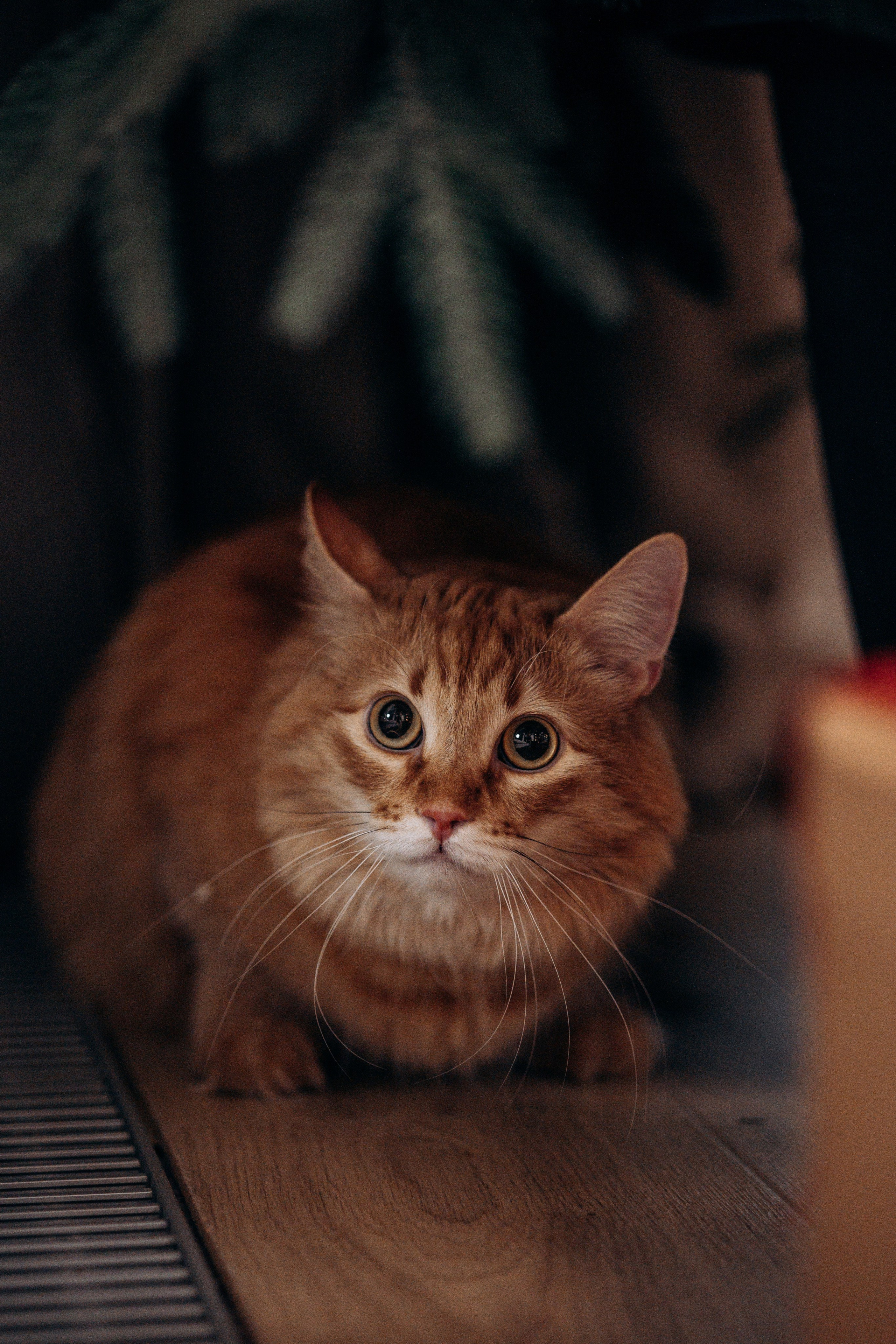 Эля и Франц. Фотограф — Анималист | Санкт-Петербург