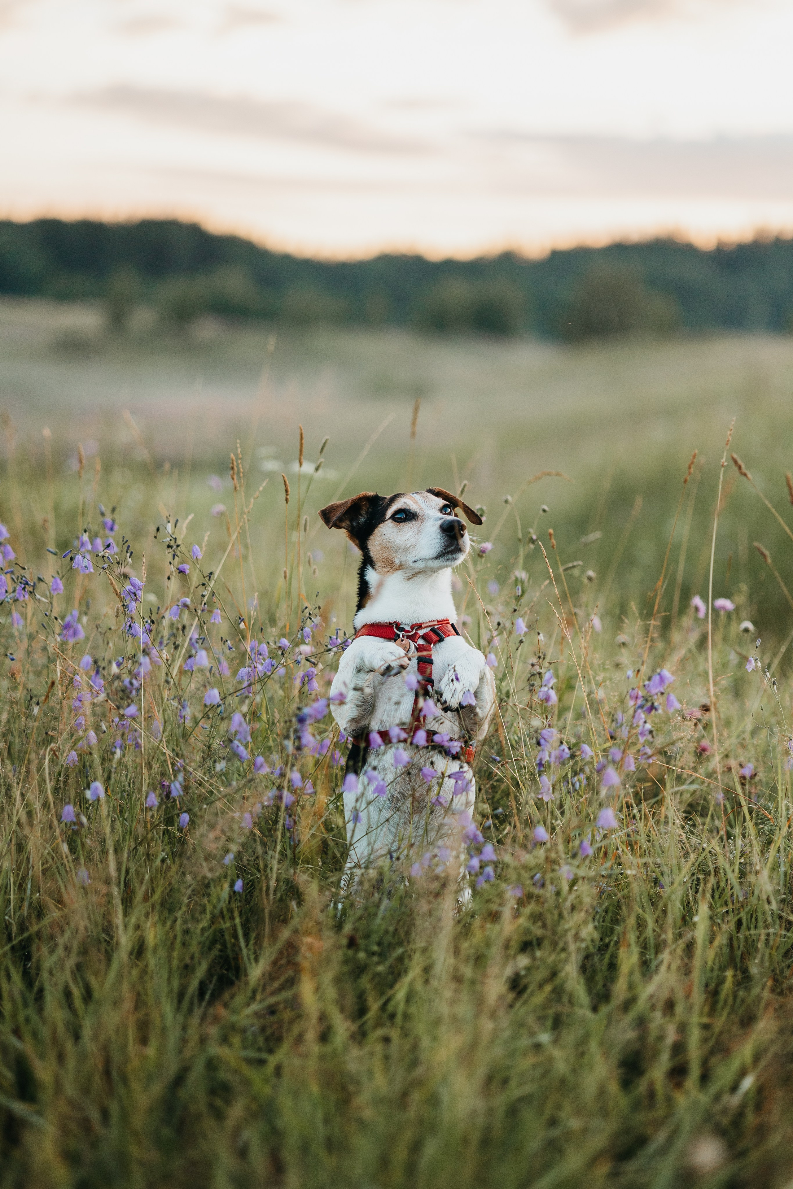 Маша и Персик. Фотограф — Анималист | Санкт-Петербург