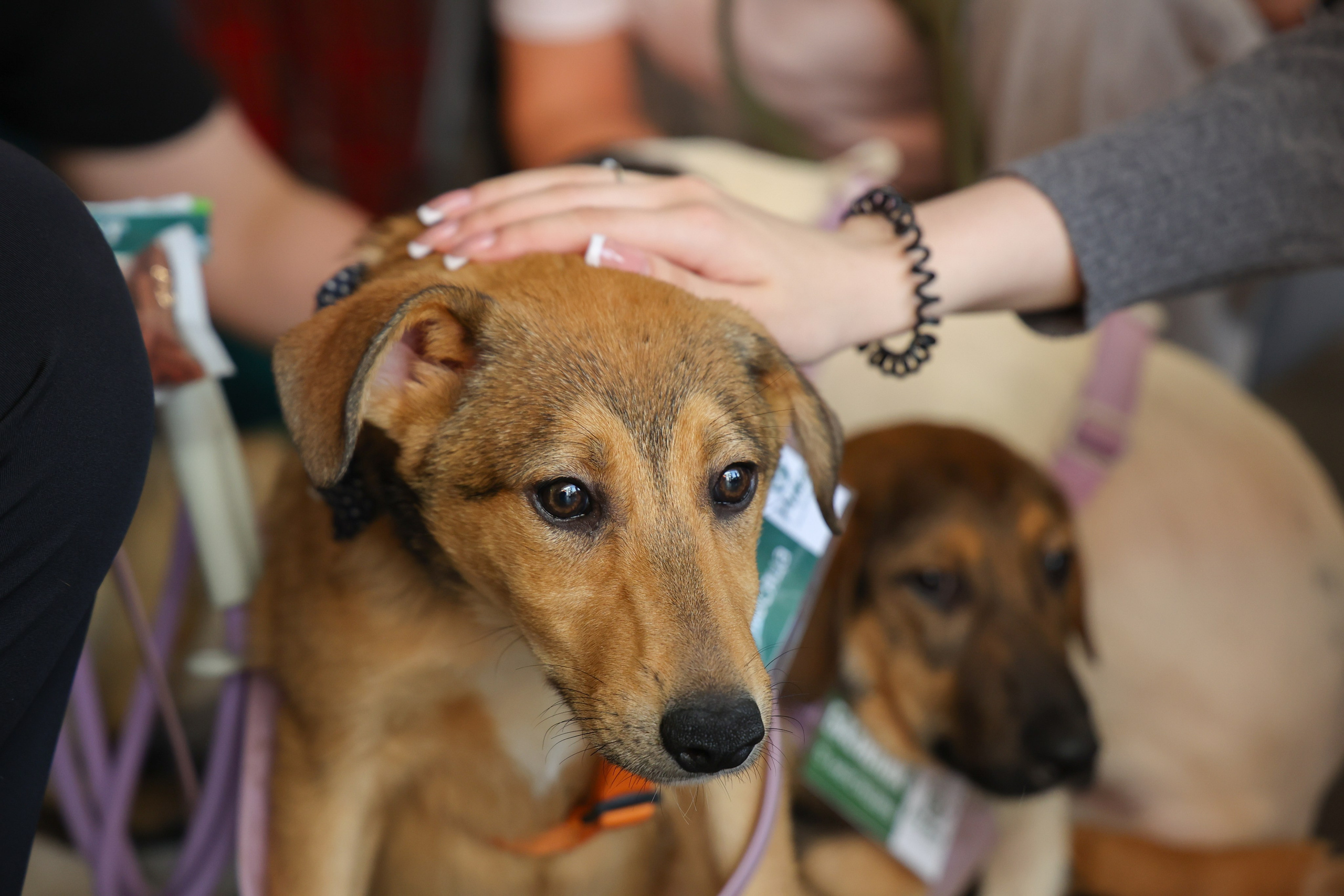 ECO FEST. Фотограф Вадим Бодылев