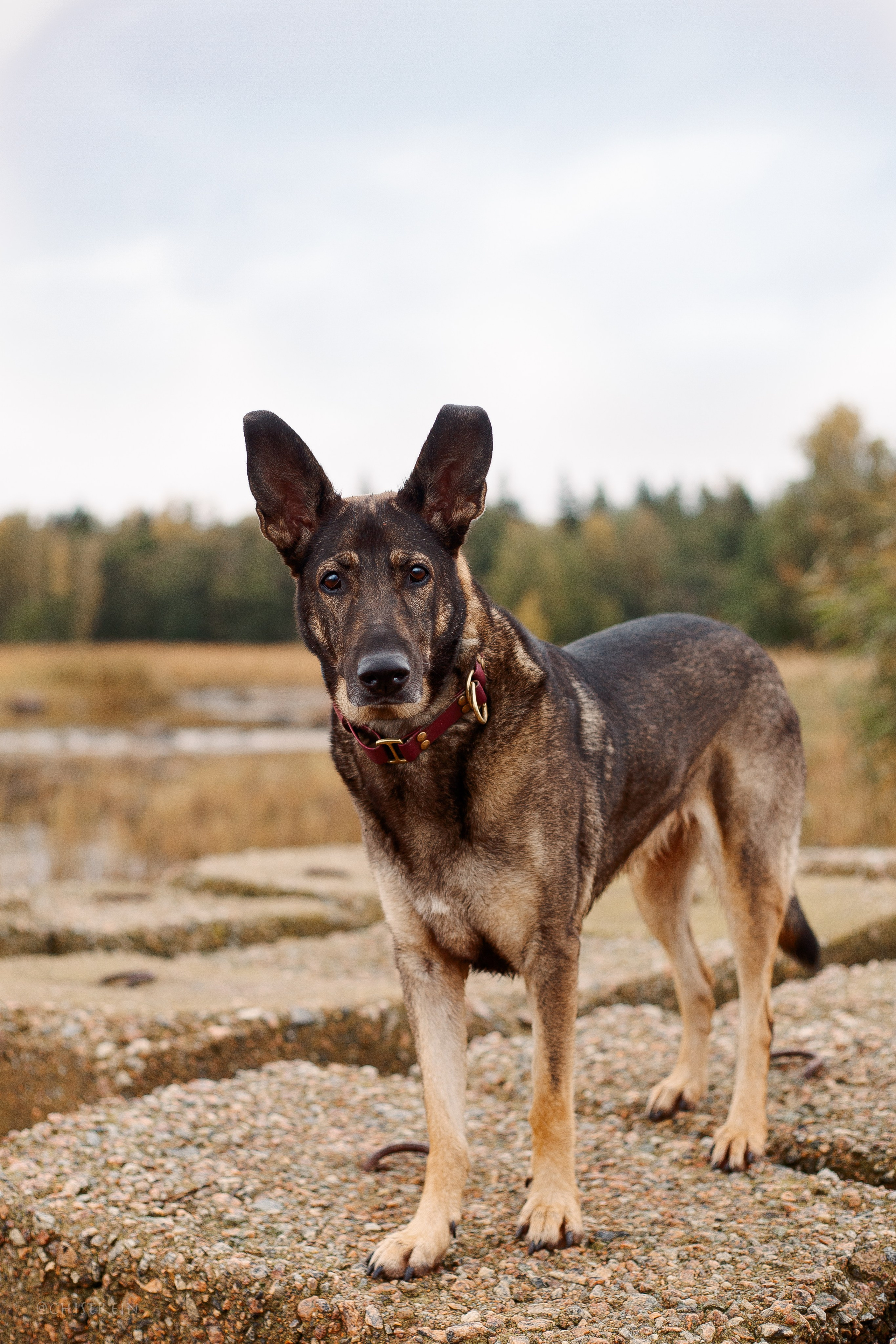 Дальний пирс. Фотограф-анималист Наталия Чистюхина в г. Сосновый Бор и ЛО