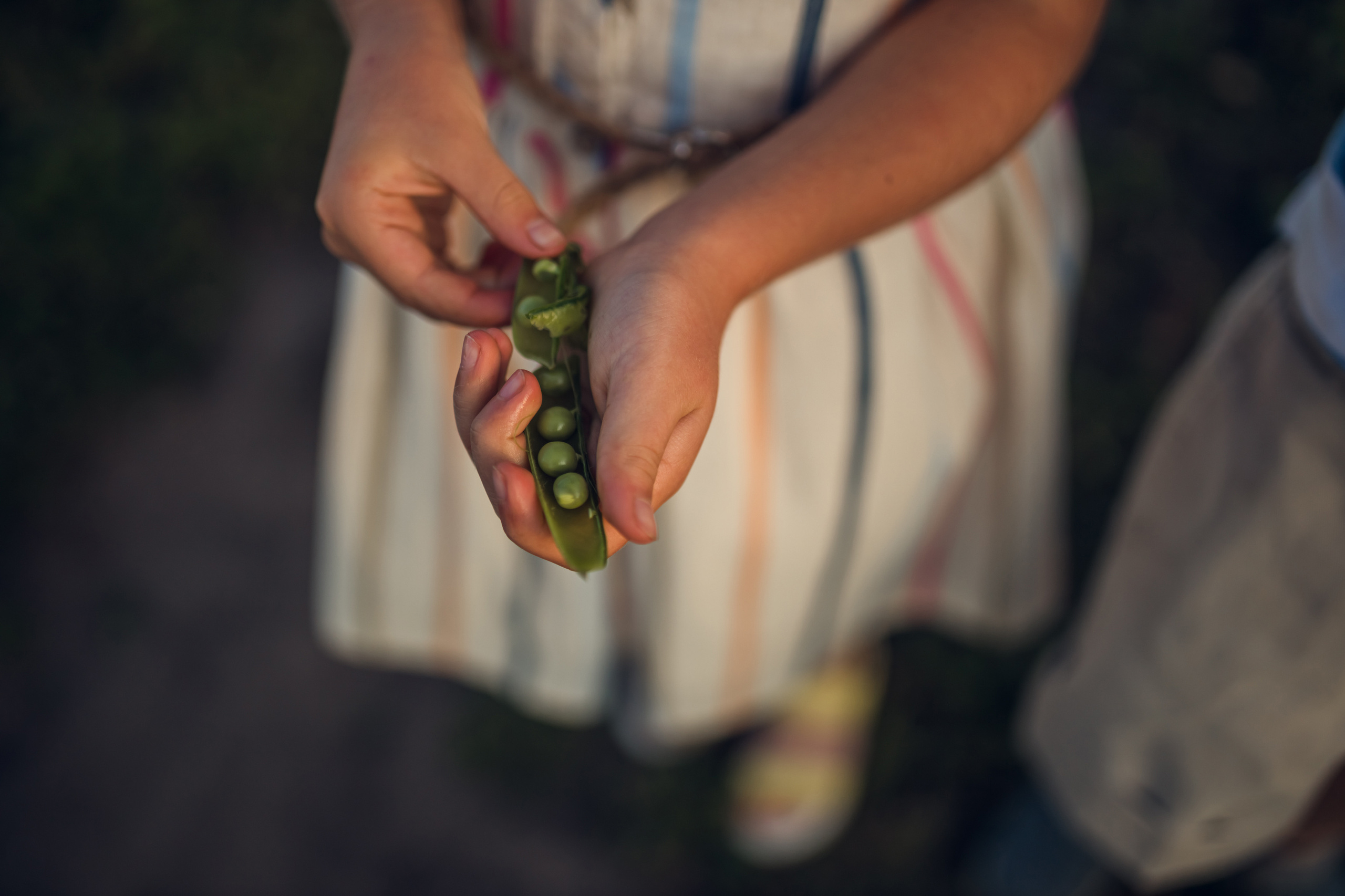 Прогулка в полях всей семьей. Фотограф новорожденных во Владимире