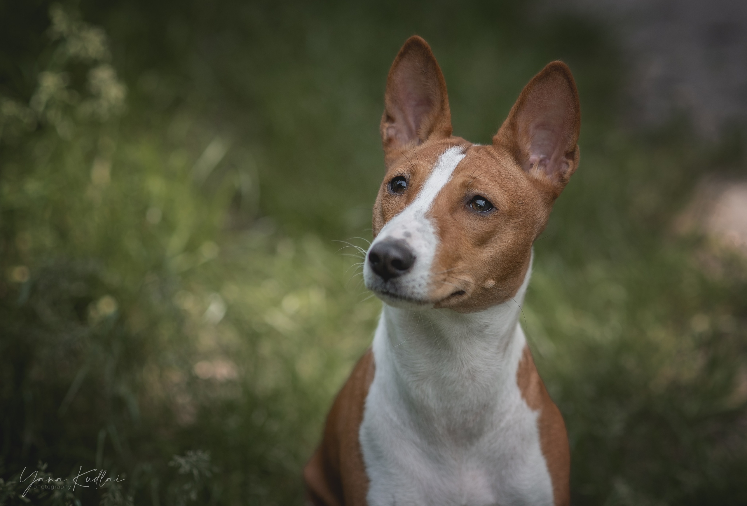 Два неугомонных бассенджи — Ива и Икс. Фотограф анималист Ставрополь Яна Кудлай