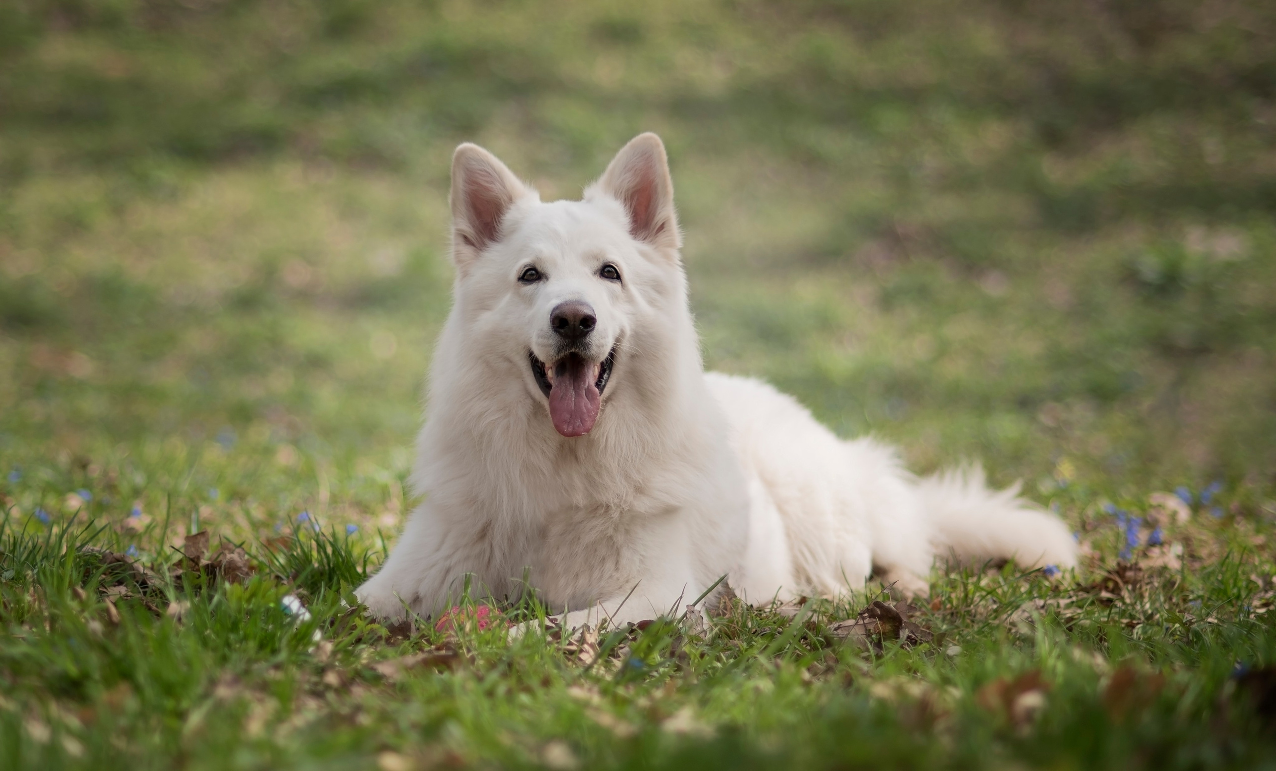 Каспер. Фотограф анималист Ставрополь Яна Кудлай