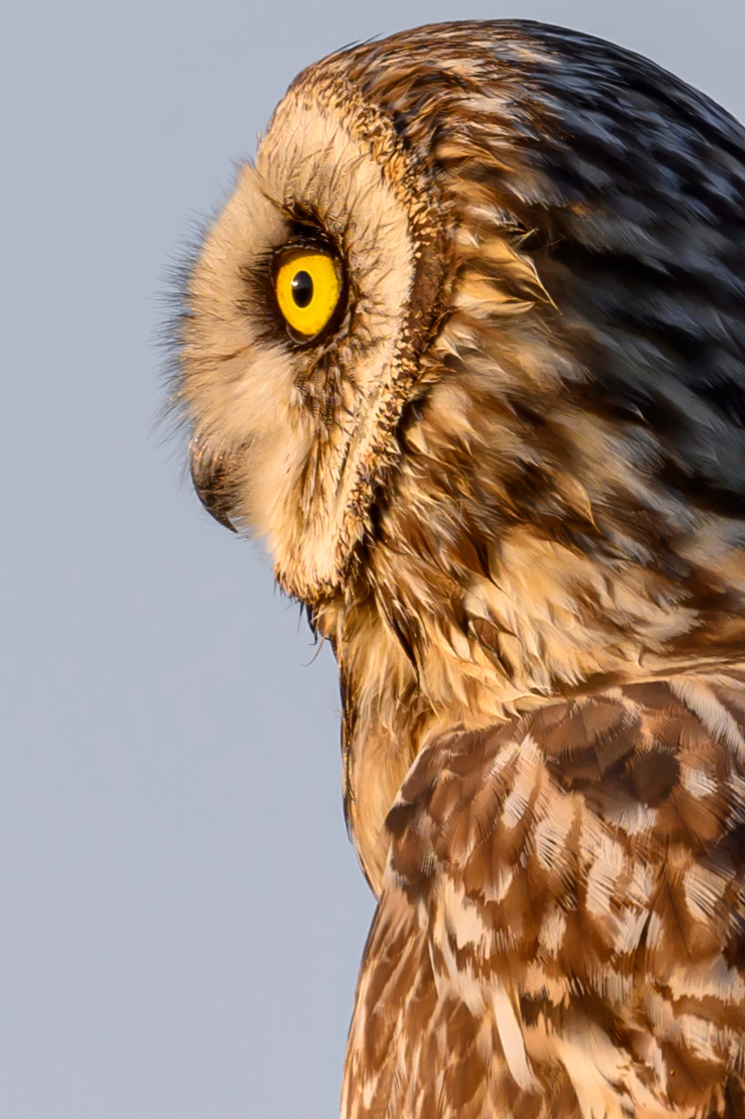 Совы и веретенники. Фотограф Сергей Пупонин