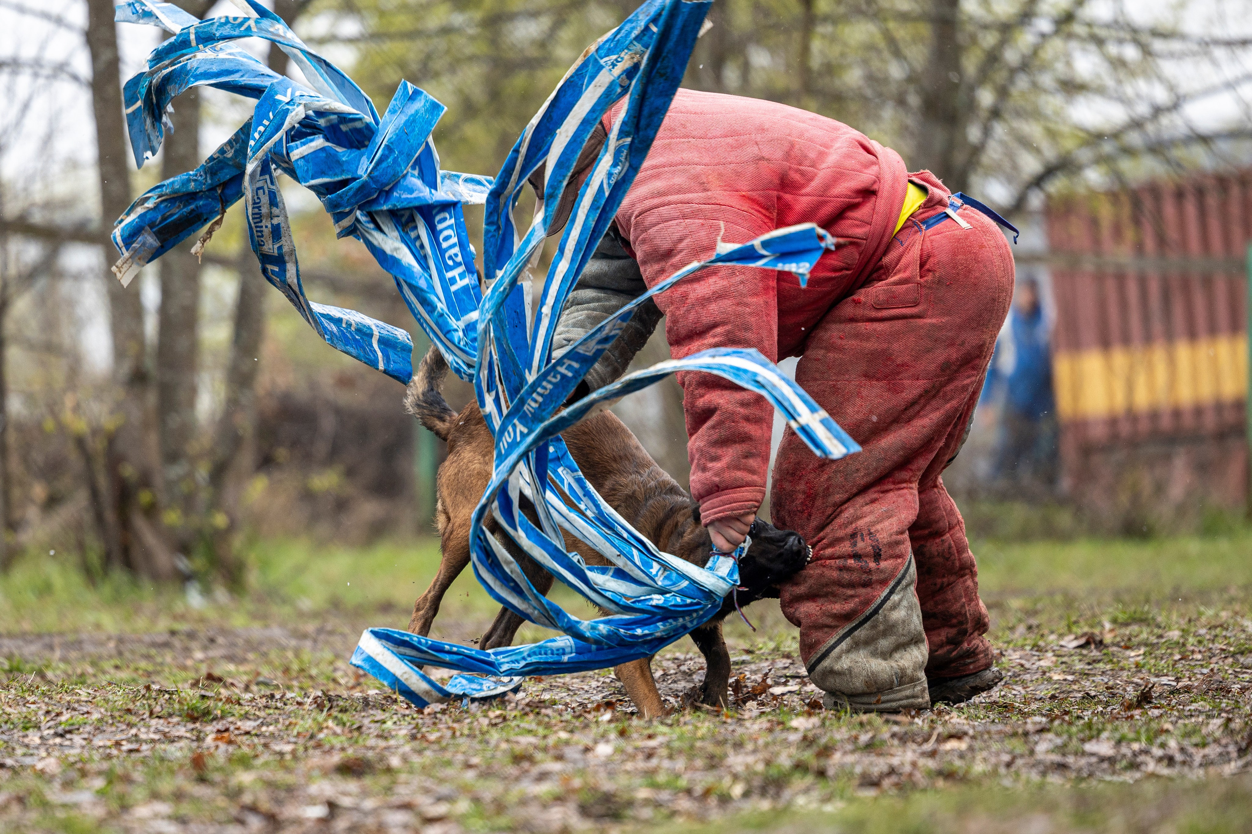 Квалификационные состязания по мондьорингу г. Вологда 11.05.24. Фотограф-анималист Анна Маринич