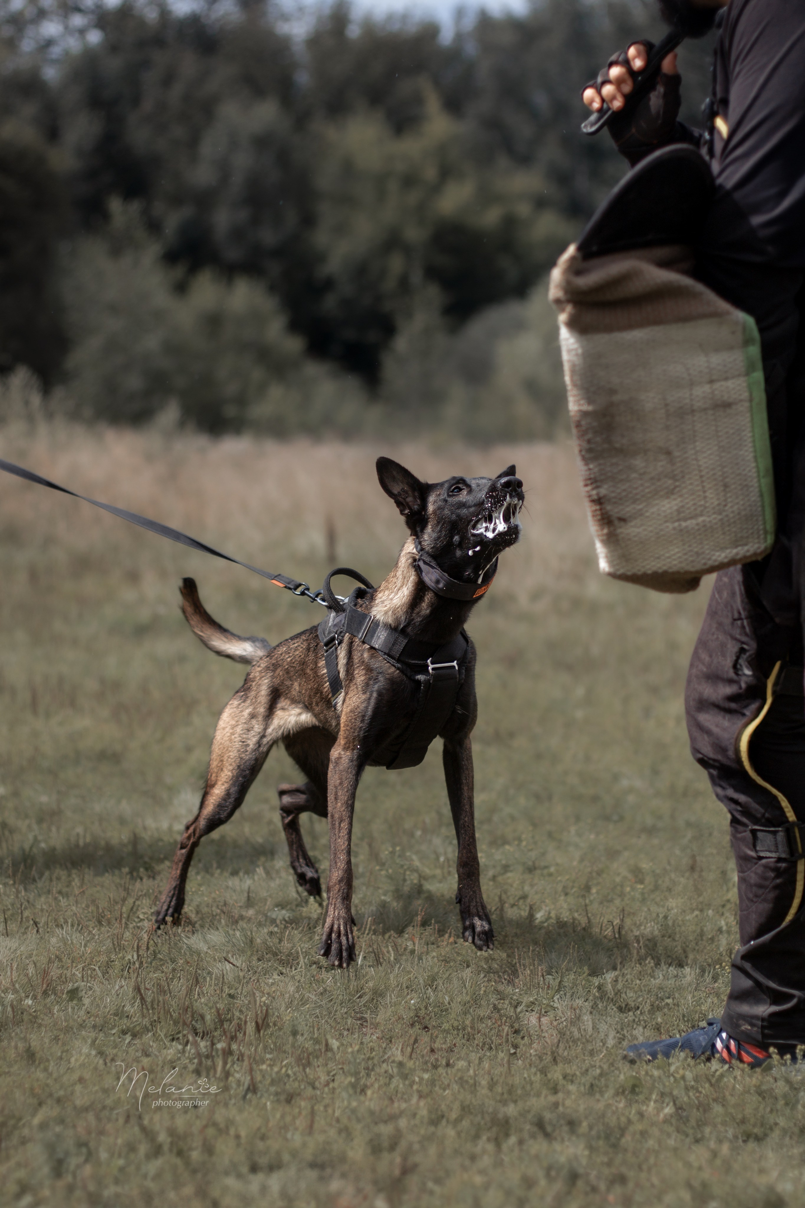 Собака в спорте. Фотограф-анималист в Москве Дорн Мелани