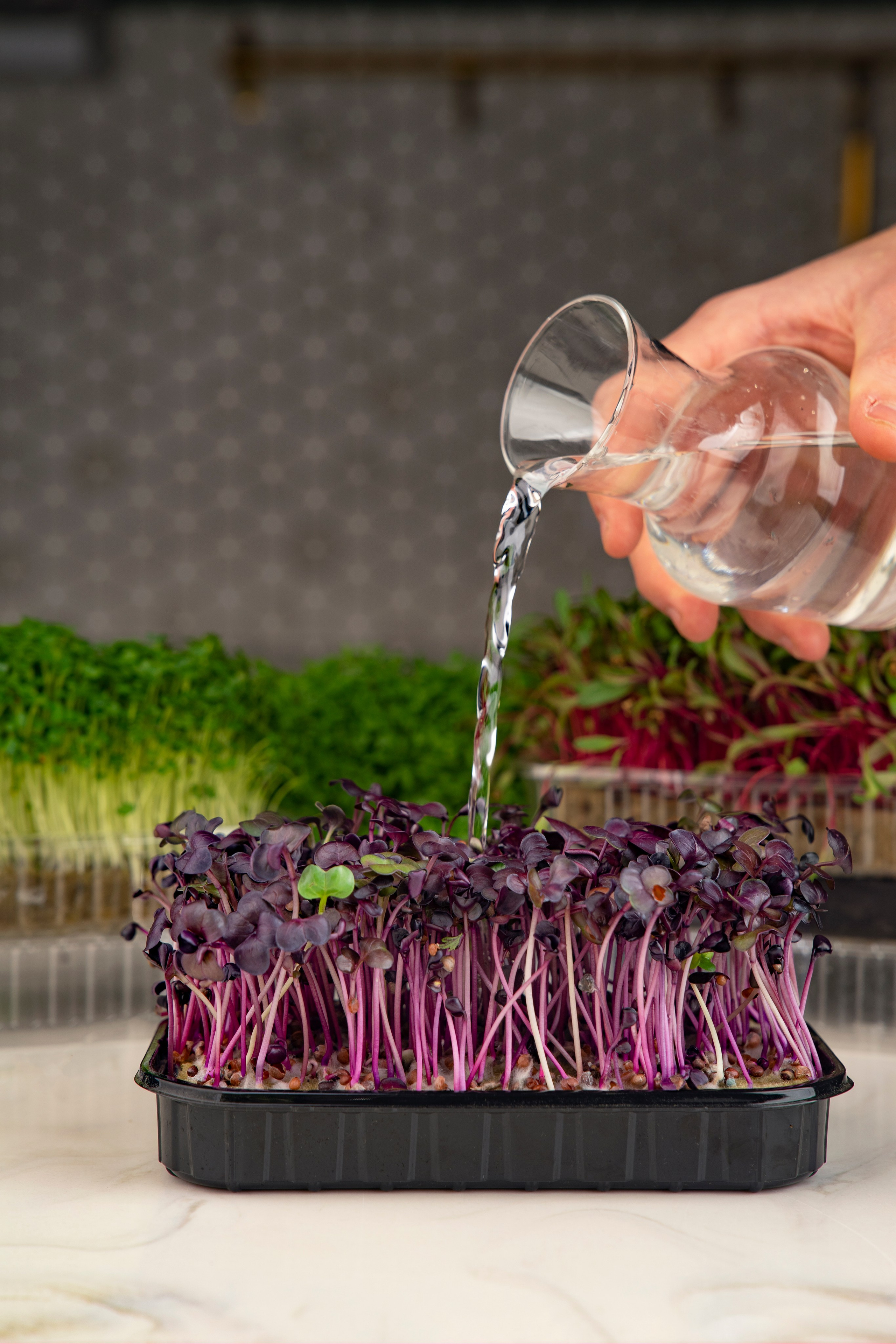 Фуд-фото. Фотосессия СПб. Фотограф Санкт-Петербург и Москва Дарья Лиховецкая