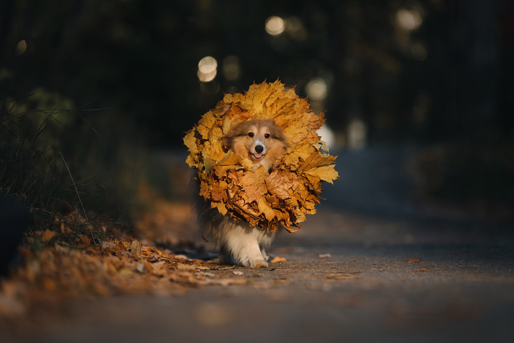 Питомец в кадре. Фотограф Анна Тюрина