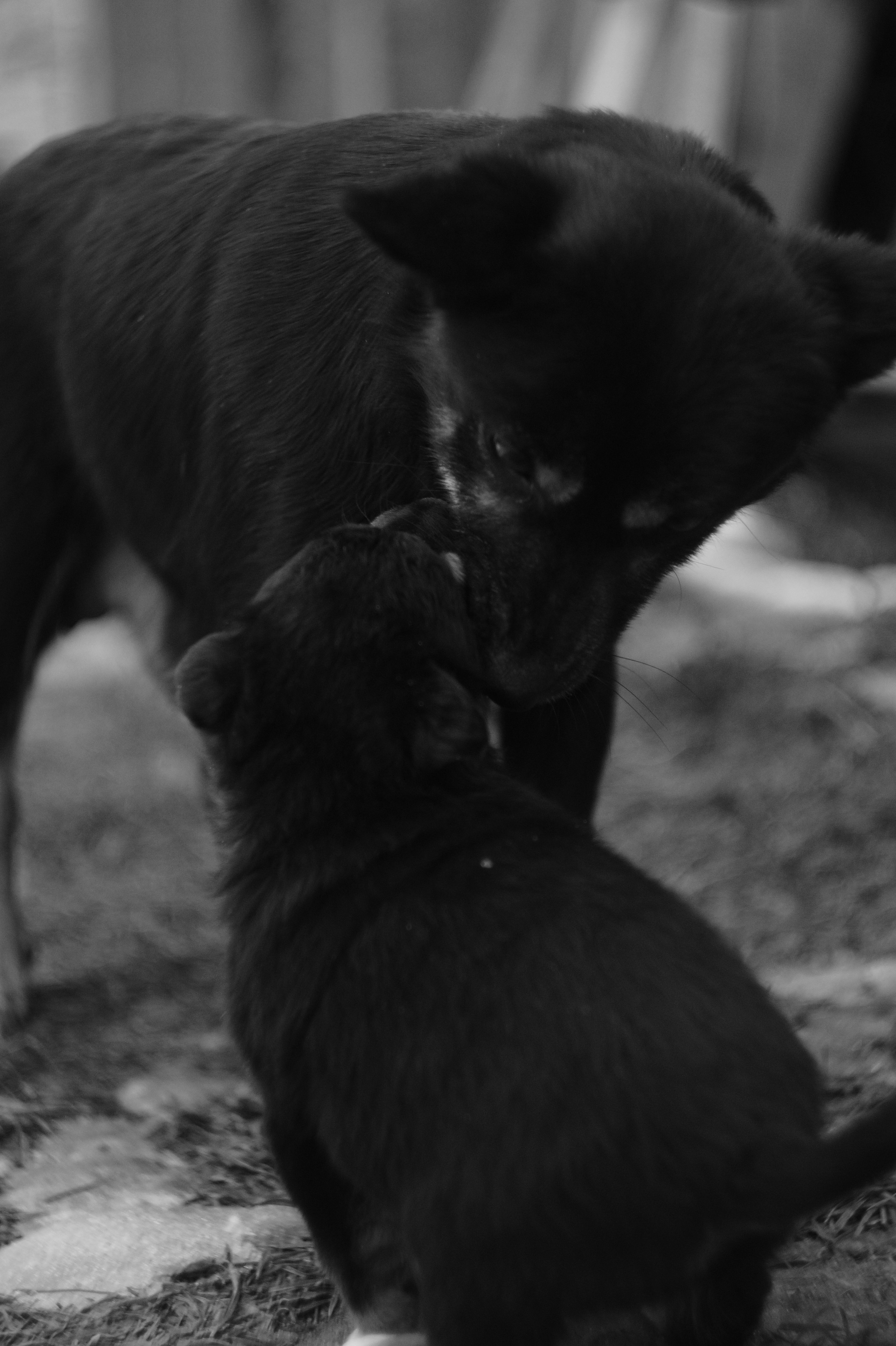 Dogs. Профессиональный фотограф