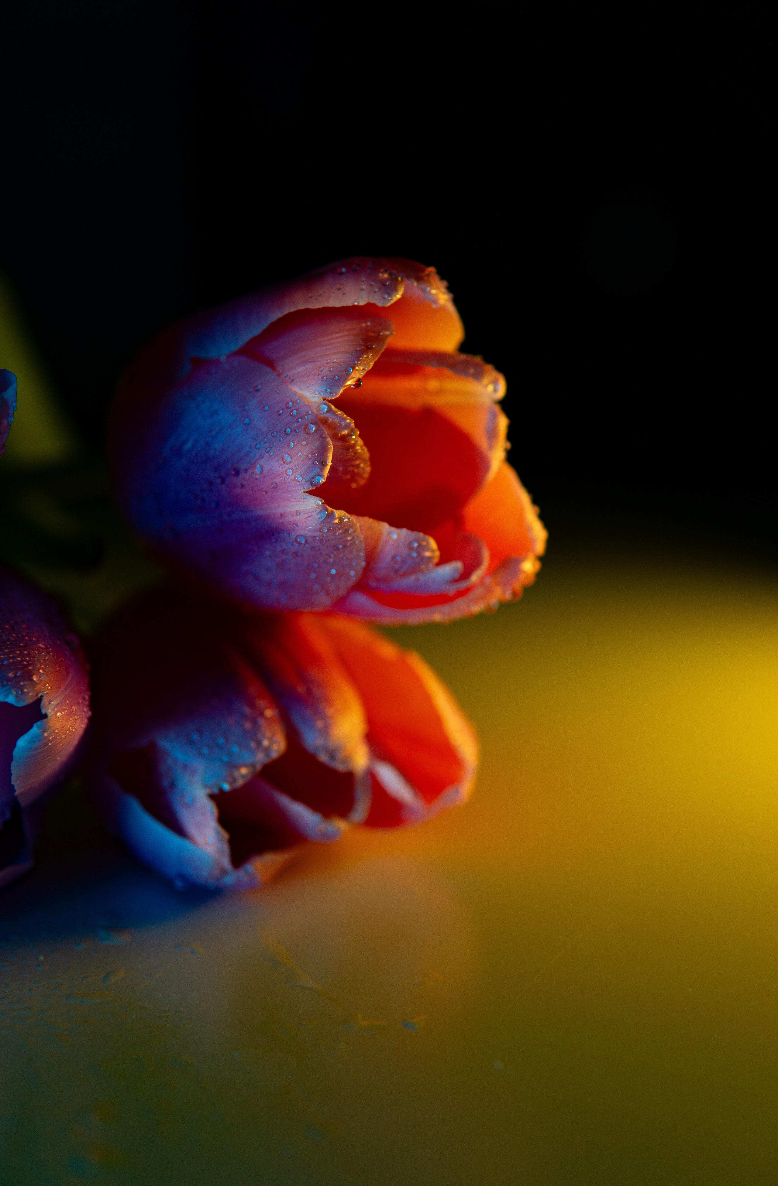 Цветы и свет. Фотограф в Москве Юлия Першина