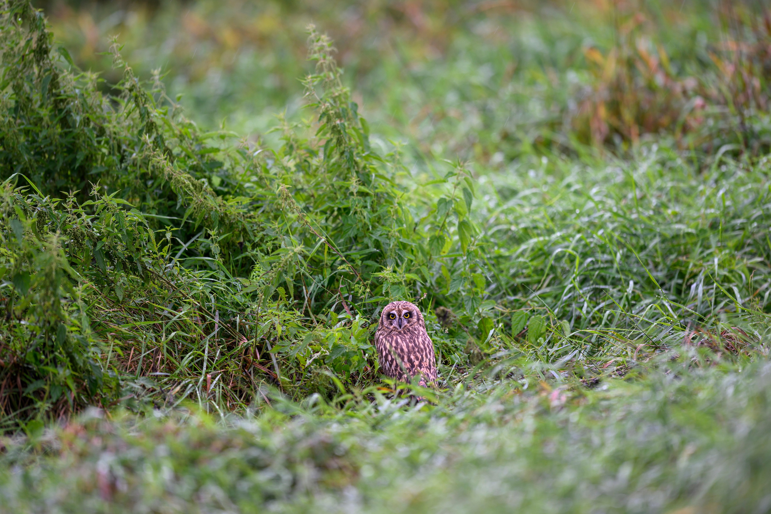 Совенок на ширик | Owlet with wide lens. Фотограф Сергей Пупонин