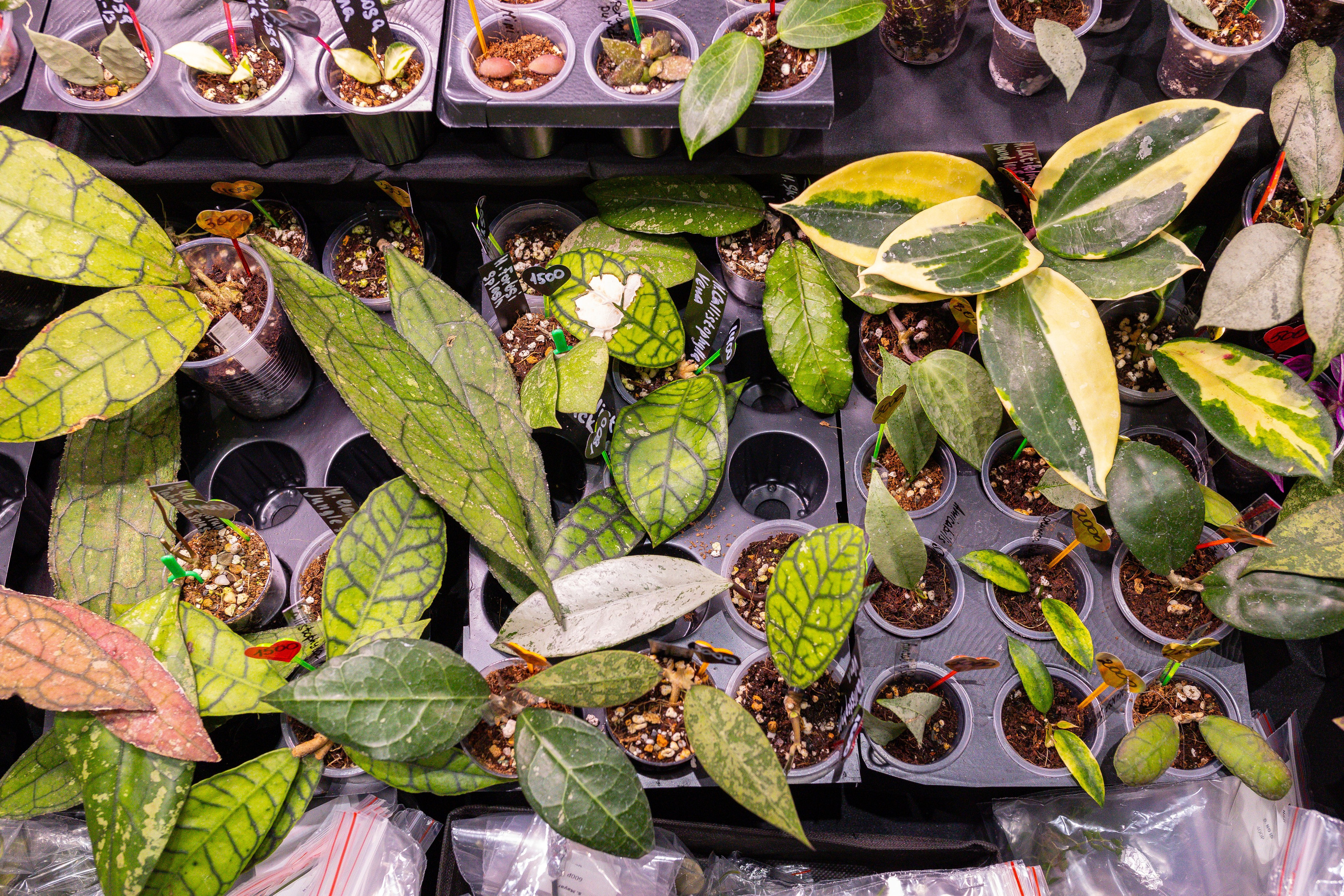 Монстериум 11–12 октября. Александра Куликова фотограф, Москва