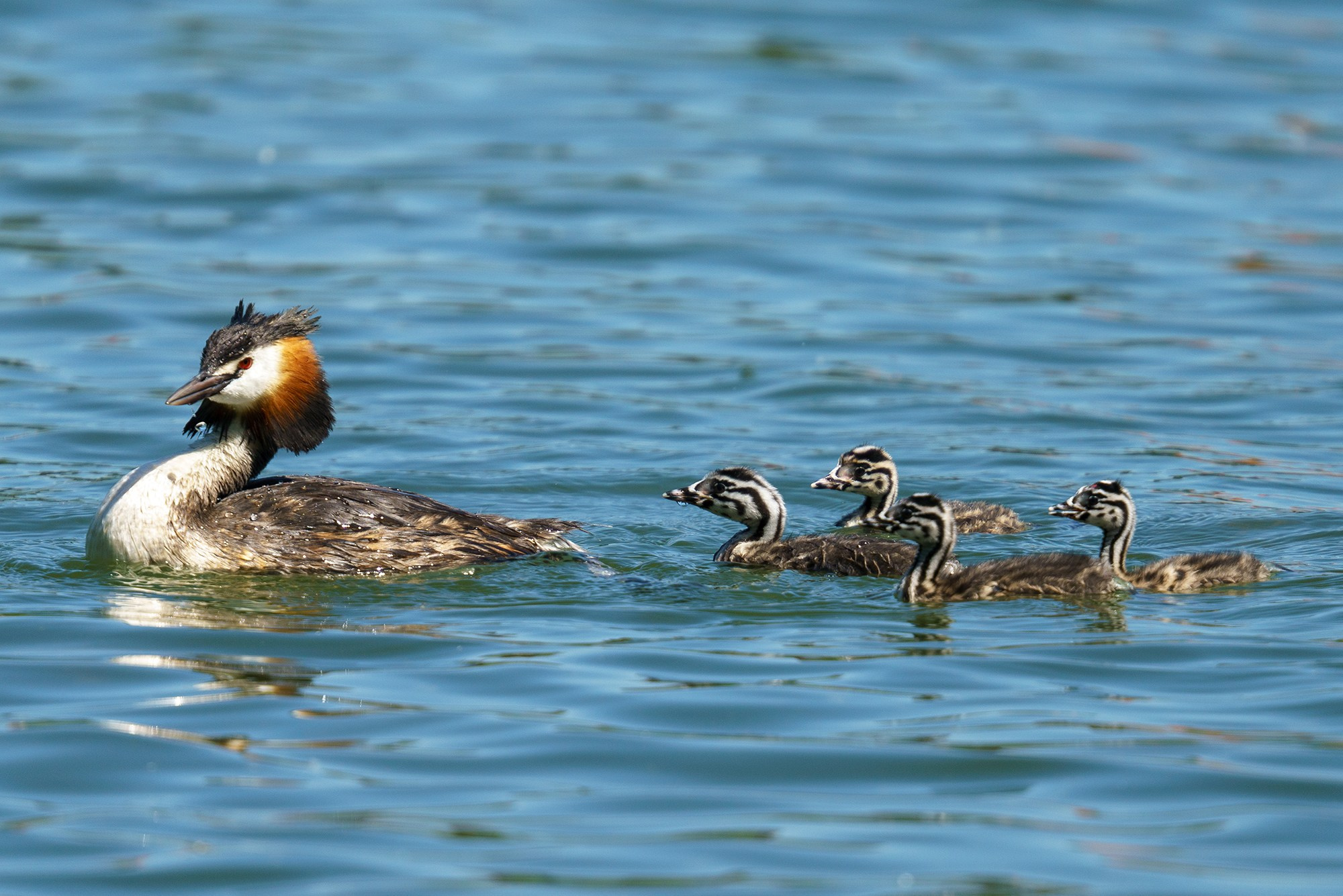 Удивительные мир птиц. Вокруг нас столько прекрасного — присмотритесь!. Ваш личный фотограф Марина Волкова