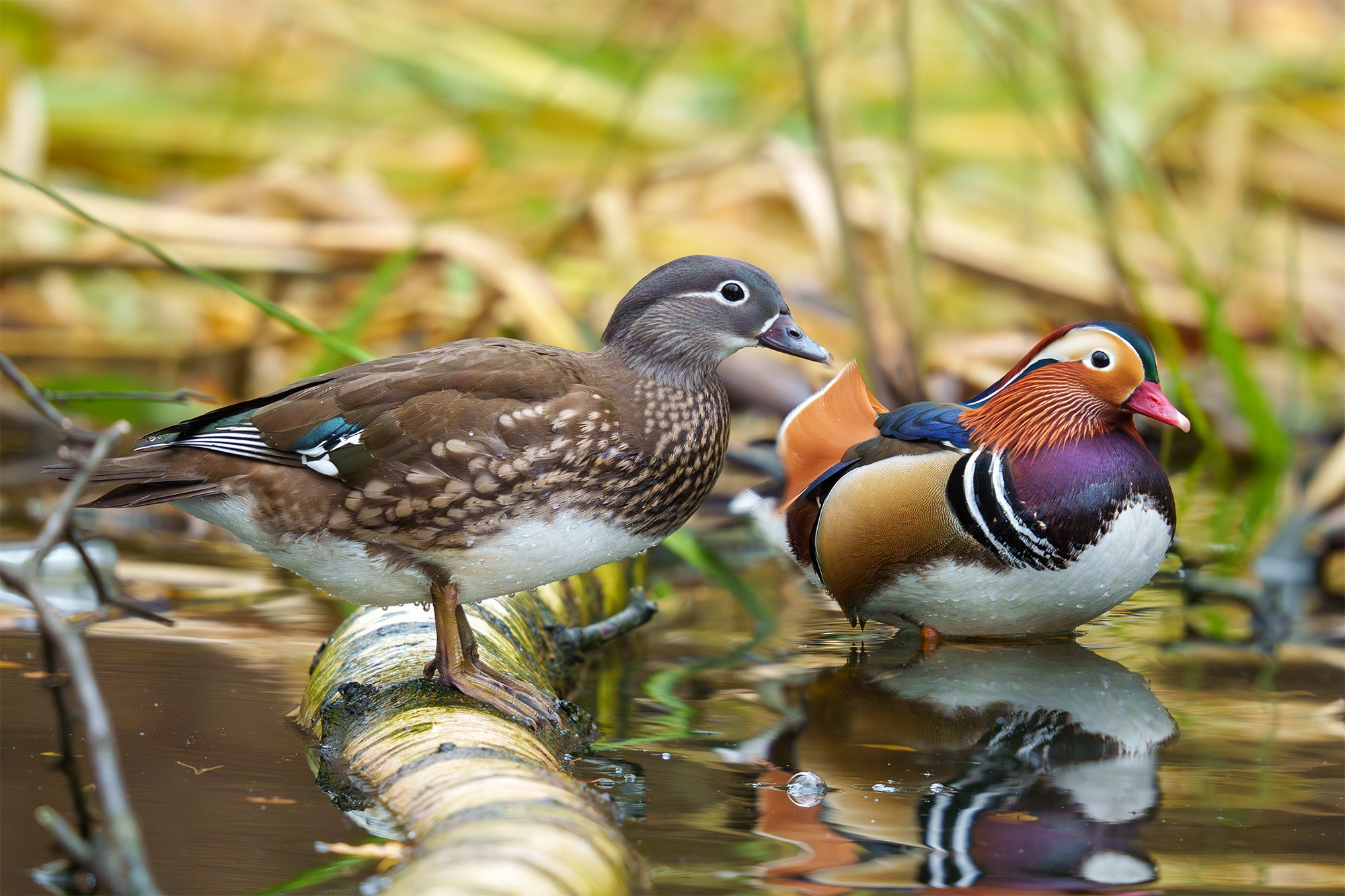 Удивительные мир птиц. Вокруг нас столько прекрасного — присмотритесь!. Ваш личный фотограф Марина Волкова
