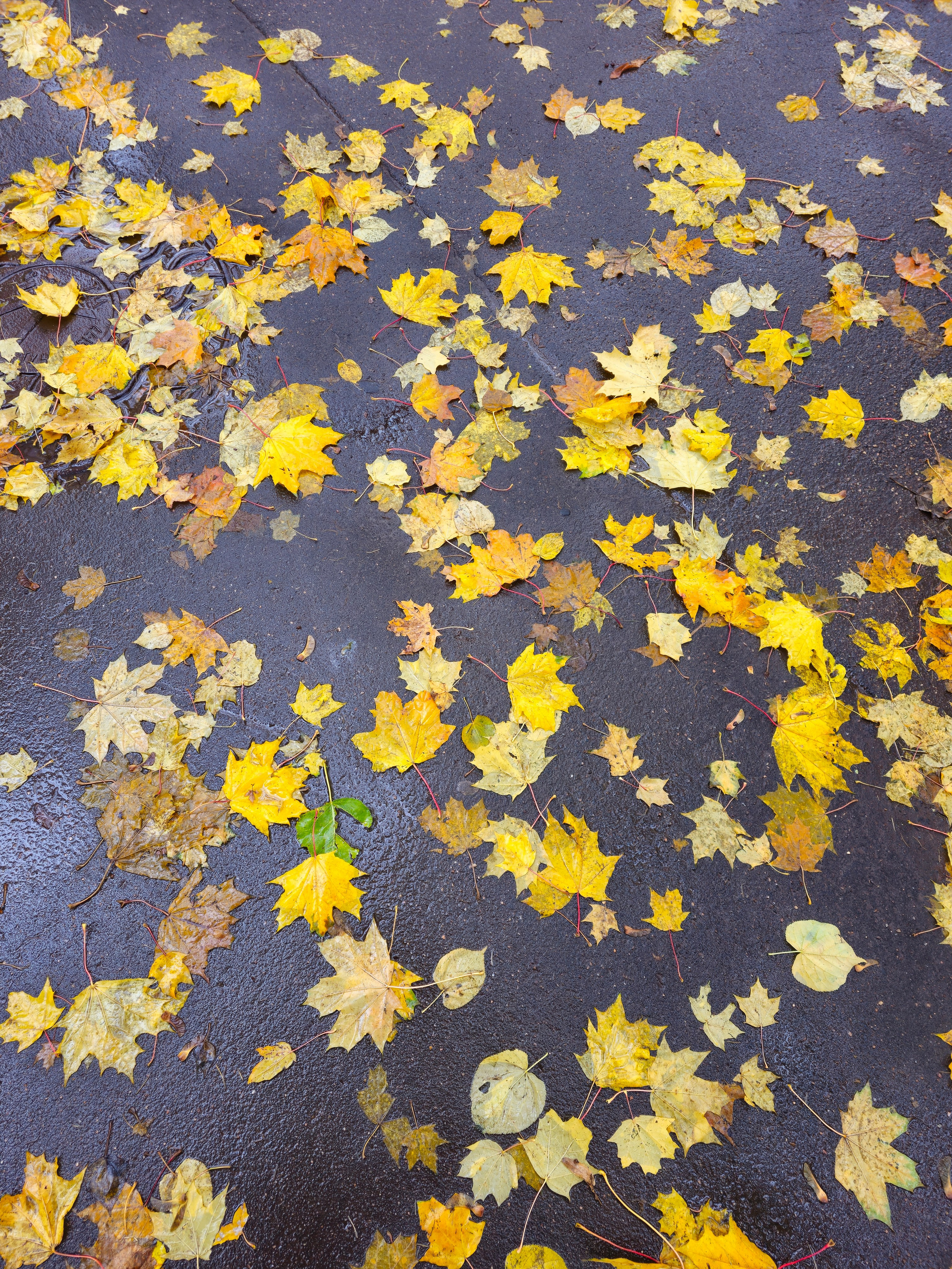 Яркие Осенние Листья на Мокрой Дороге. Крупный план мокрой темной поверхности (асфальт или плитка), усеянной разбросанными, влажными кленовыми листьями и другими осенними листьями ярких желтых и коричневых оттенков. влажные, яркие желтые и коричневые осенние листья, разбросанные на мокрой, темной поверхности дороги.