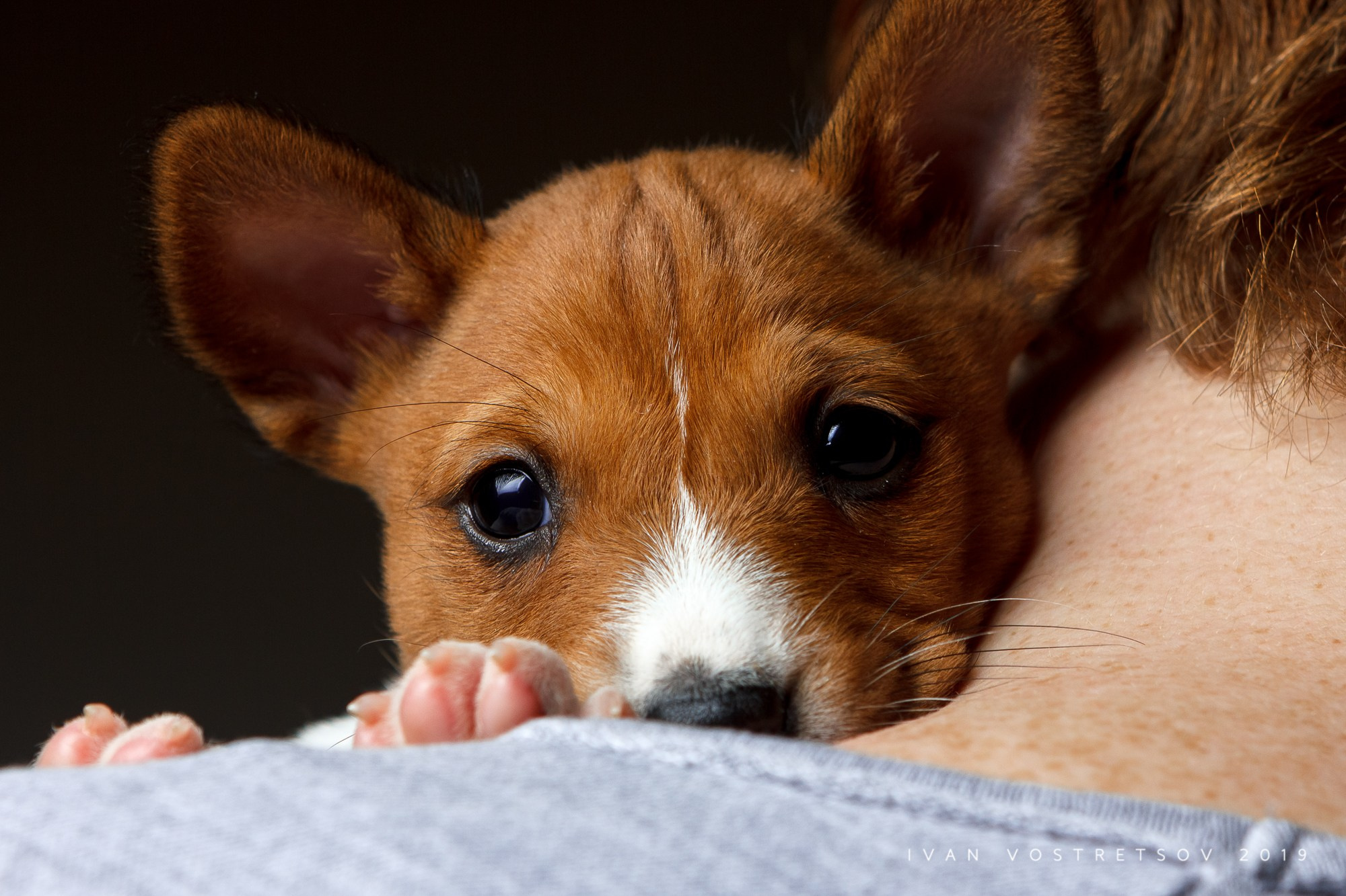 Животные. Портретный, интерьерный и фуд фотограф в Перми Иван Вострецов