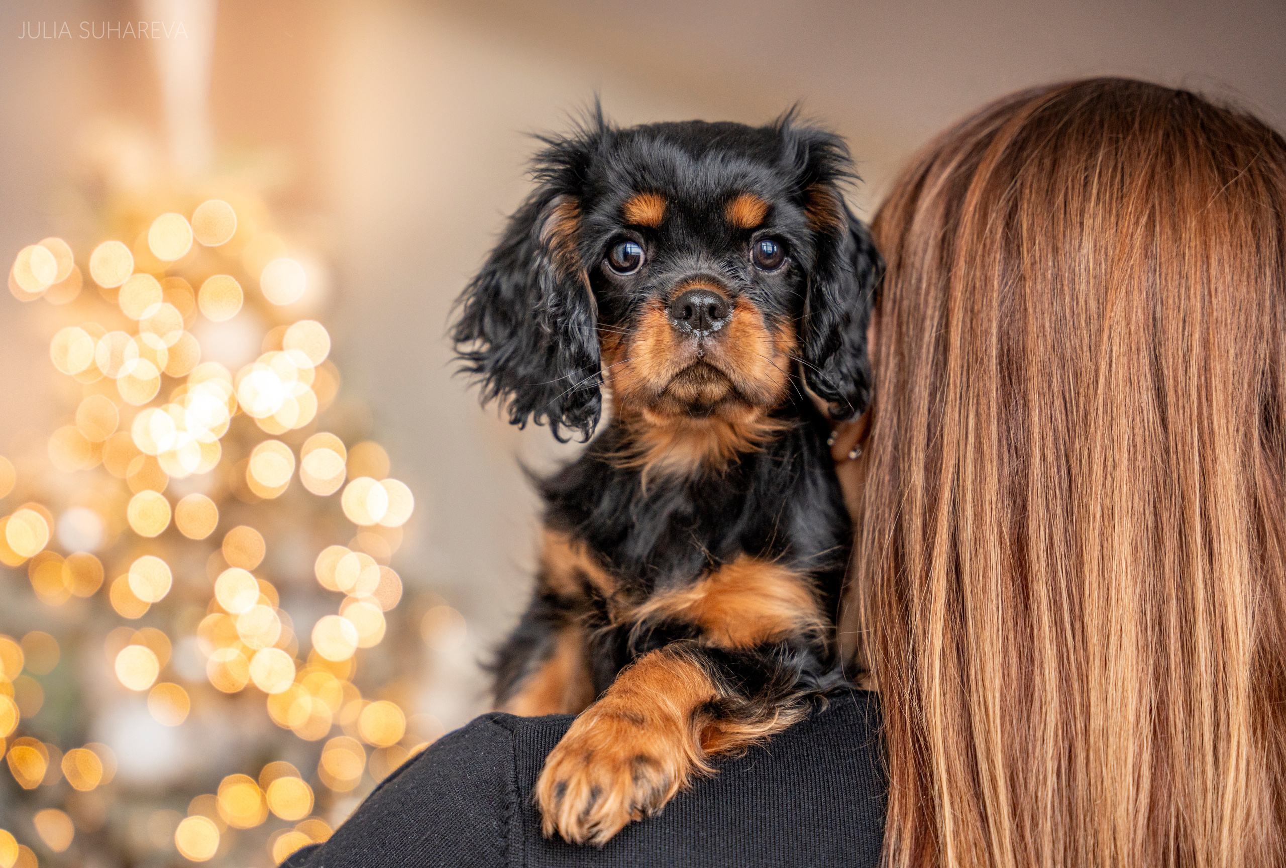 Щенки Кавалер кинг-чарльз-спаниель (Новый год). Главная