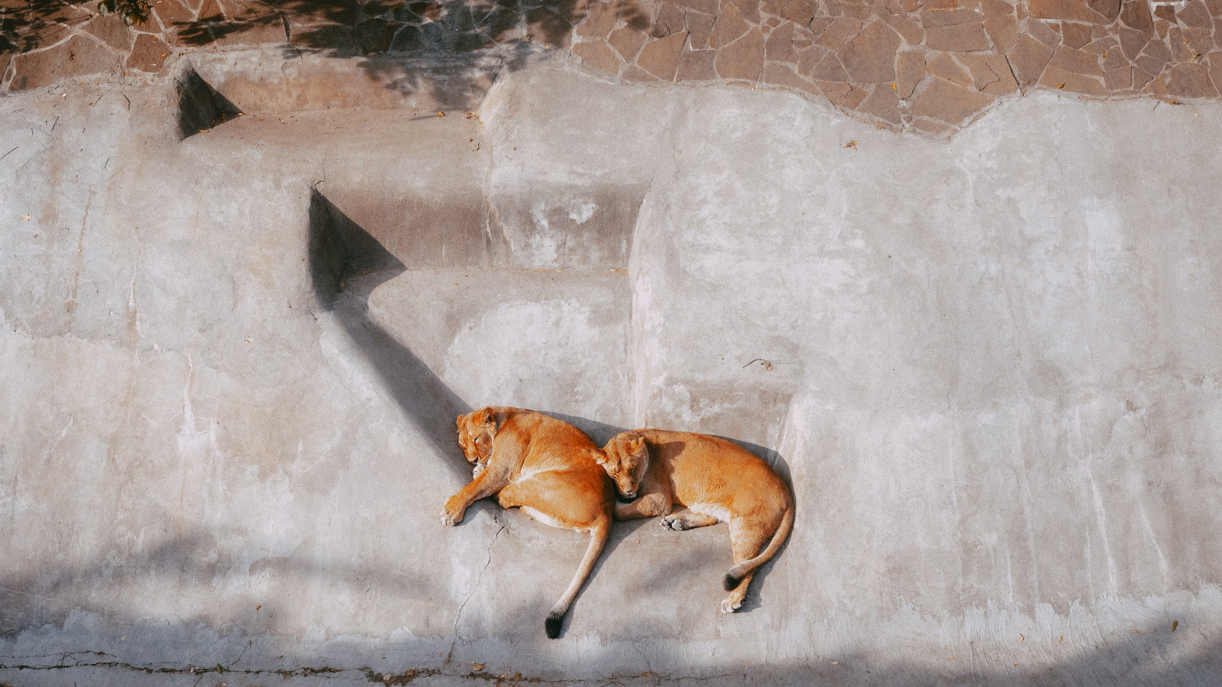 Зоопарк '22. Фёдор Малюгин. Ваш бади в визуале