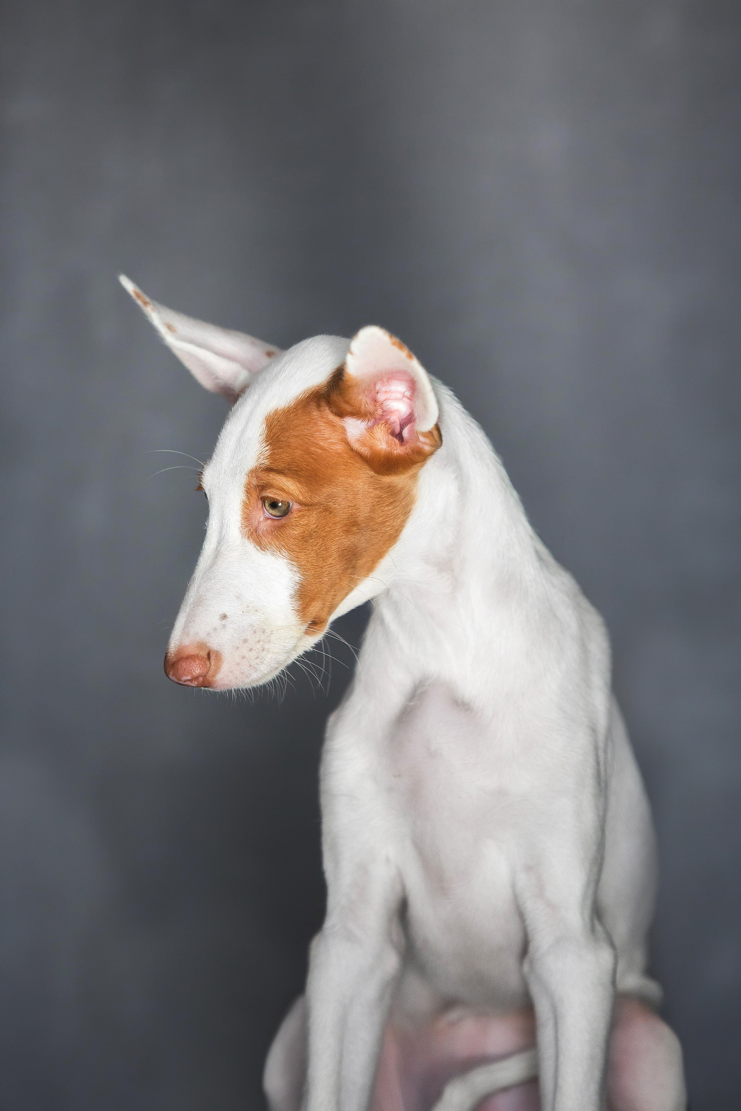 Поденко Ибиценко. Https://moshkovaphoto.ru/