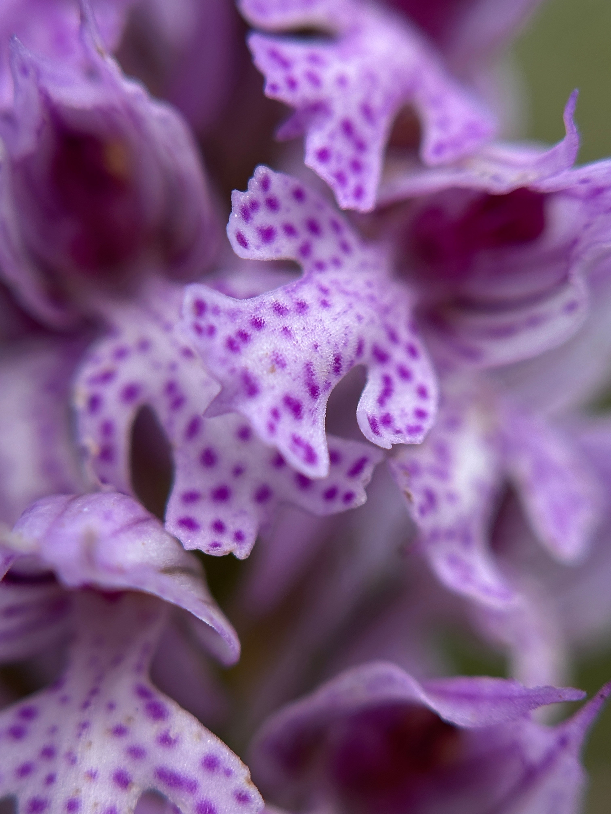 Макро любовь. Смотри, красота!