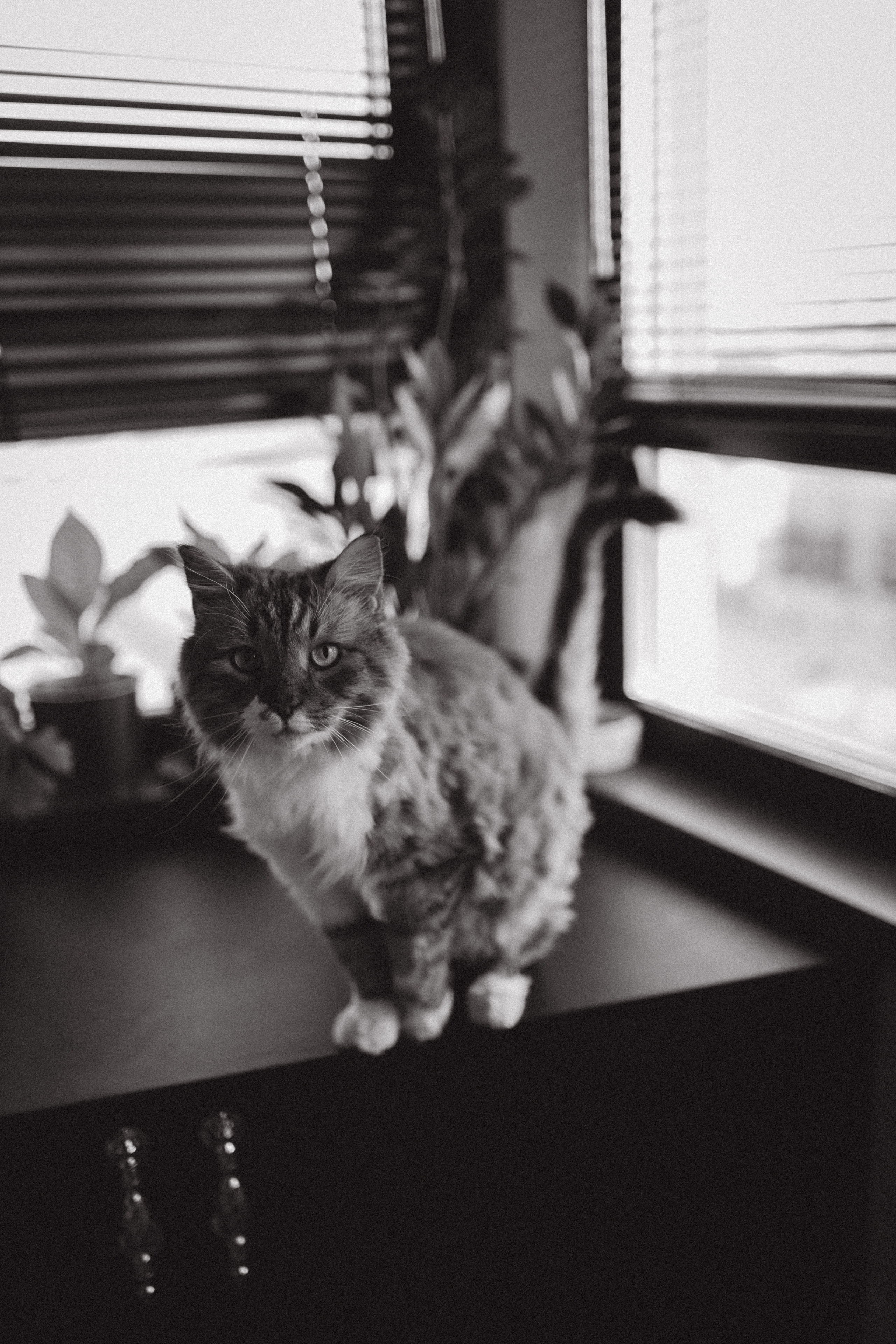 Настя, Оливия, Антон. Семейный фотограф Оля Гладченко