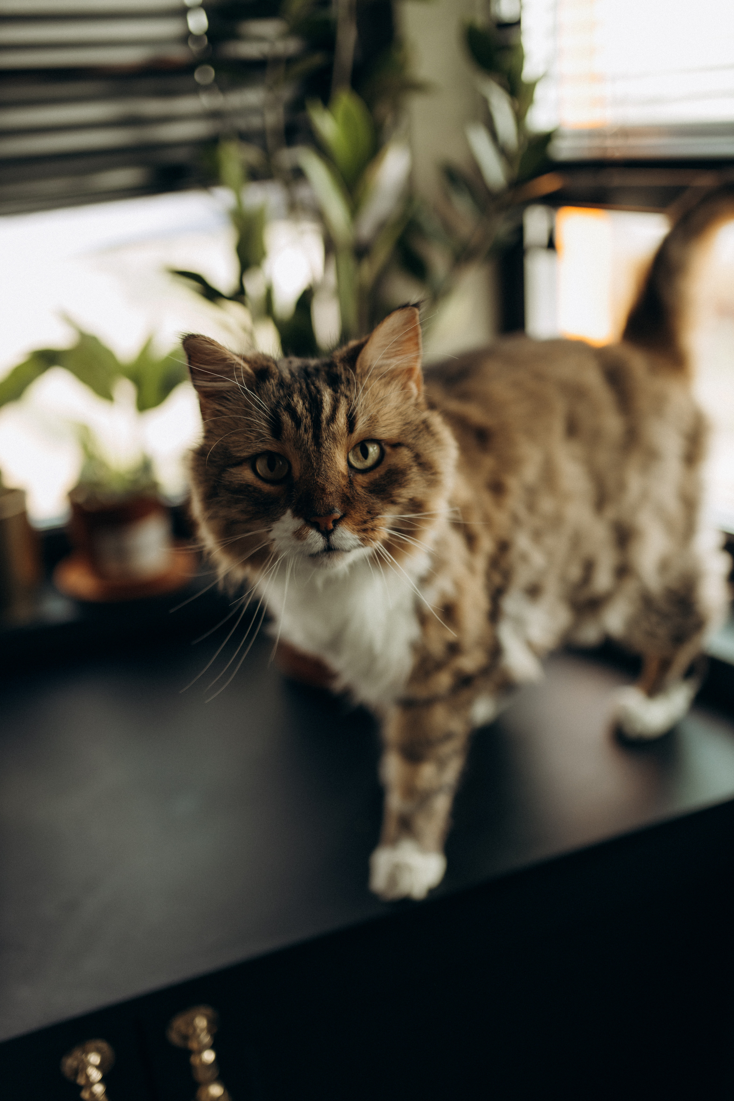 Настя, Оливия, Антон. Семейный фотограф Оля Гладченко