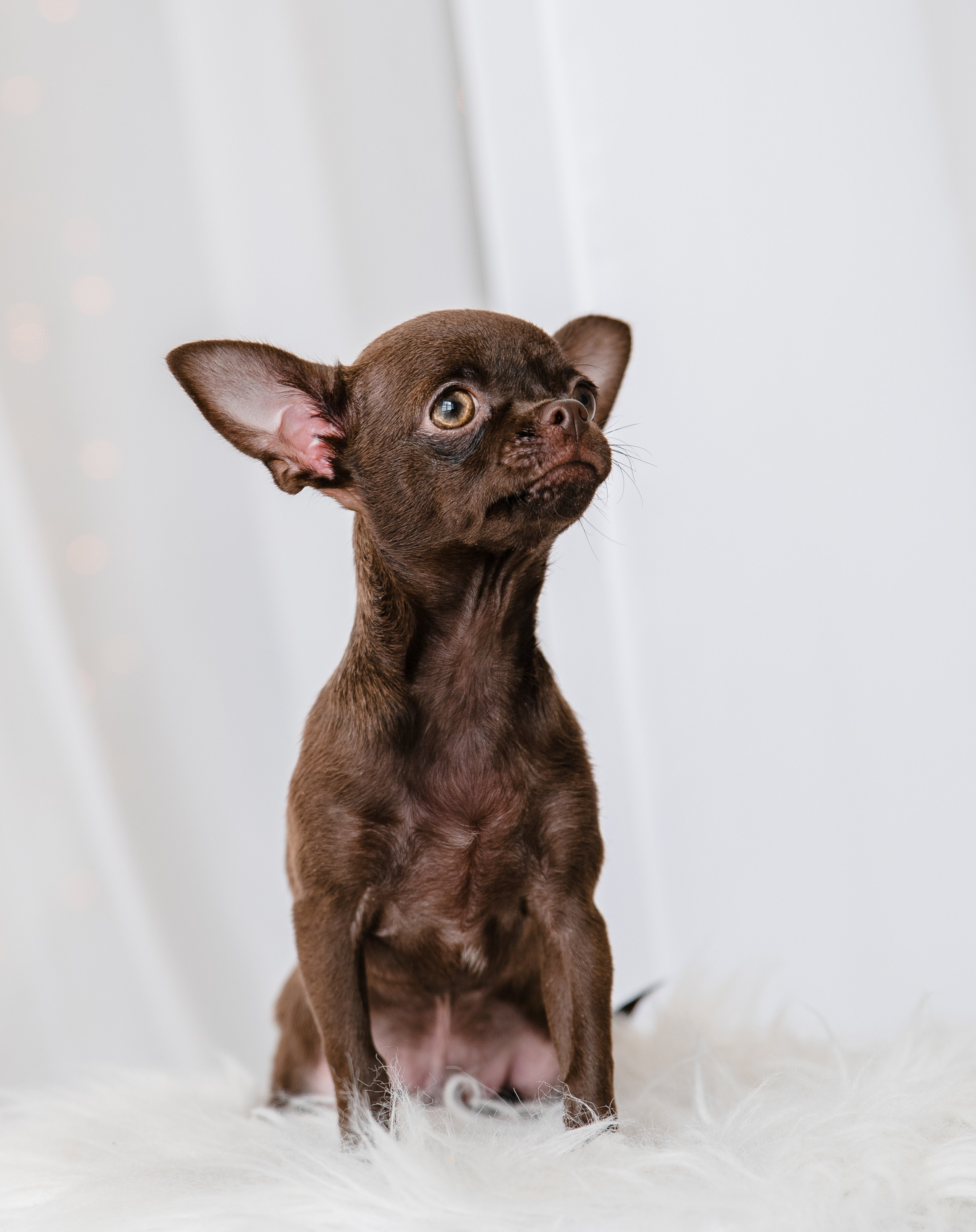 Чихуа Ахуа студия. Главная