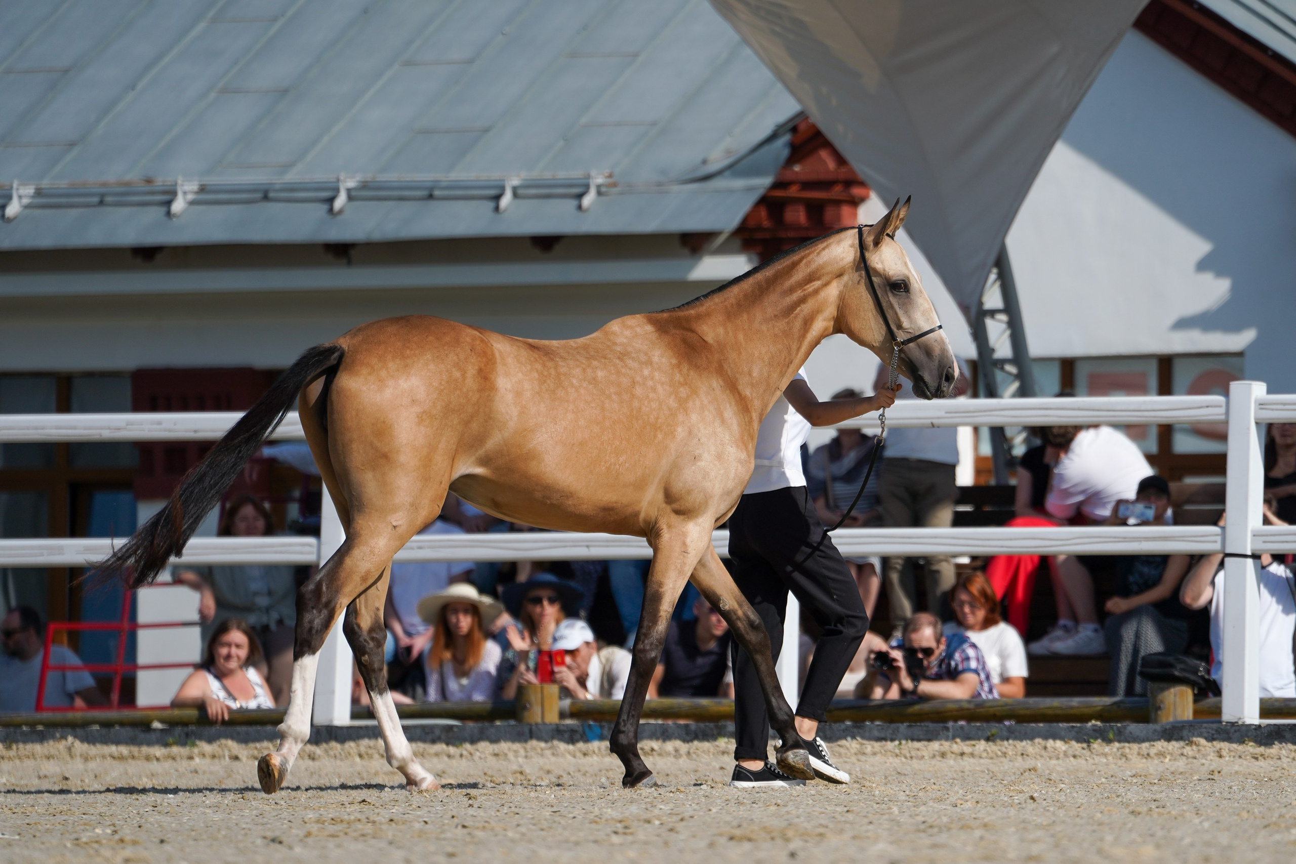 Чемпионат лошадей чистокровной ахалтекинской породы «КУБОК РОССИИ — 2024». Фотограф-анималист, портретный фотограф в Чебоксарах Мария Садыкова