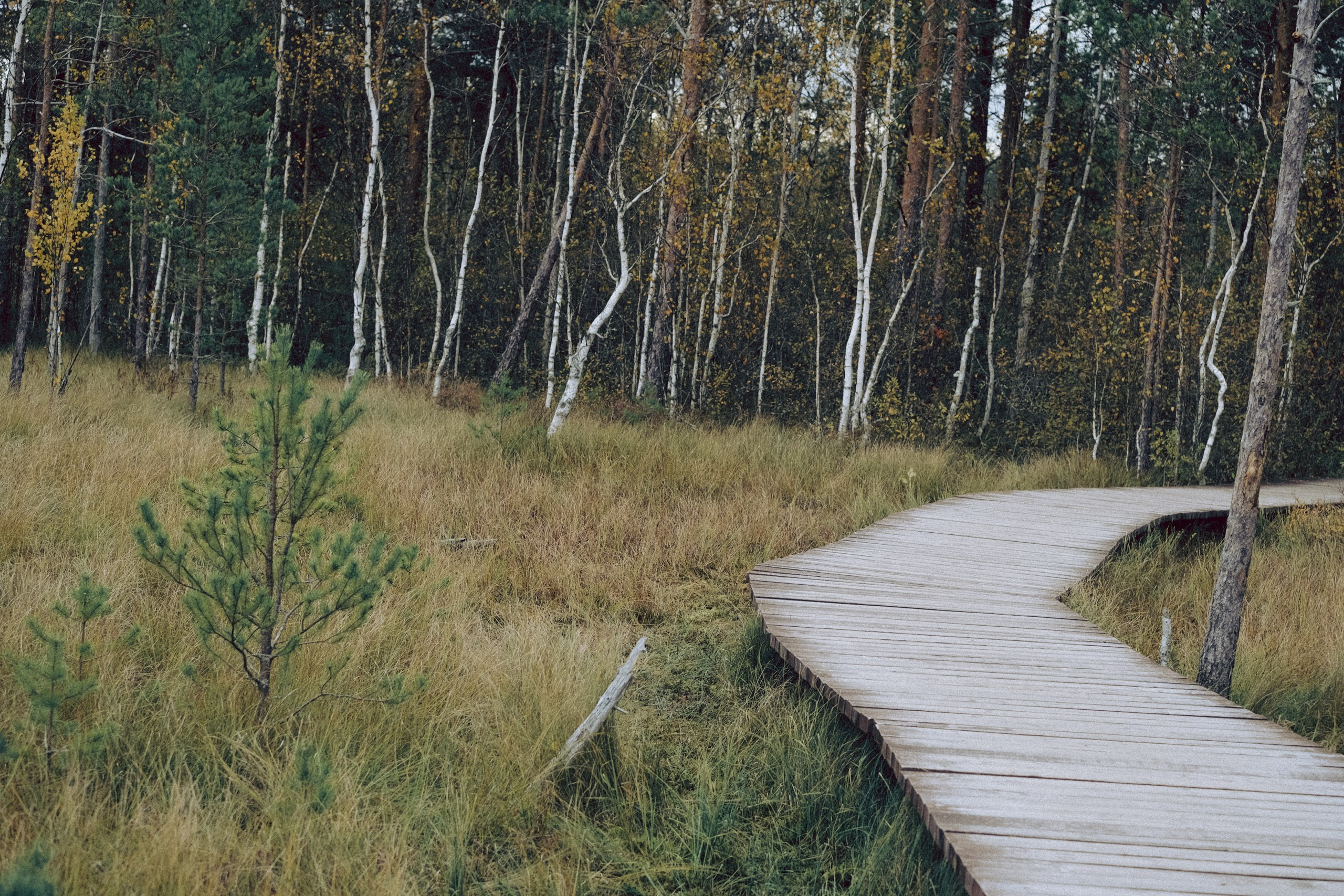 Осеняя прогулка. Профессиональный фотограф, Санкт-Петербург — Виктория Богомолова