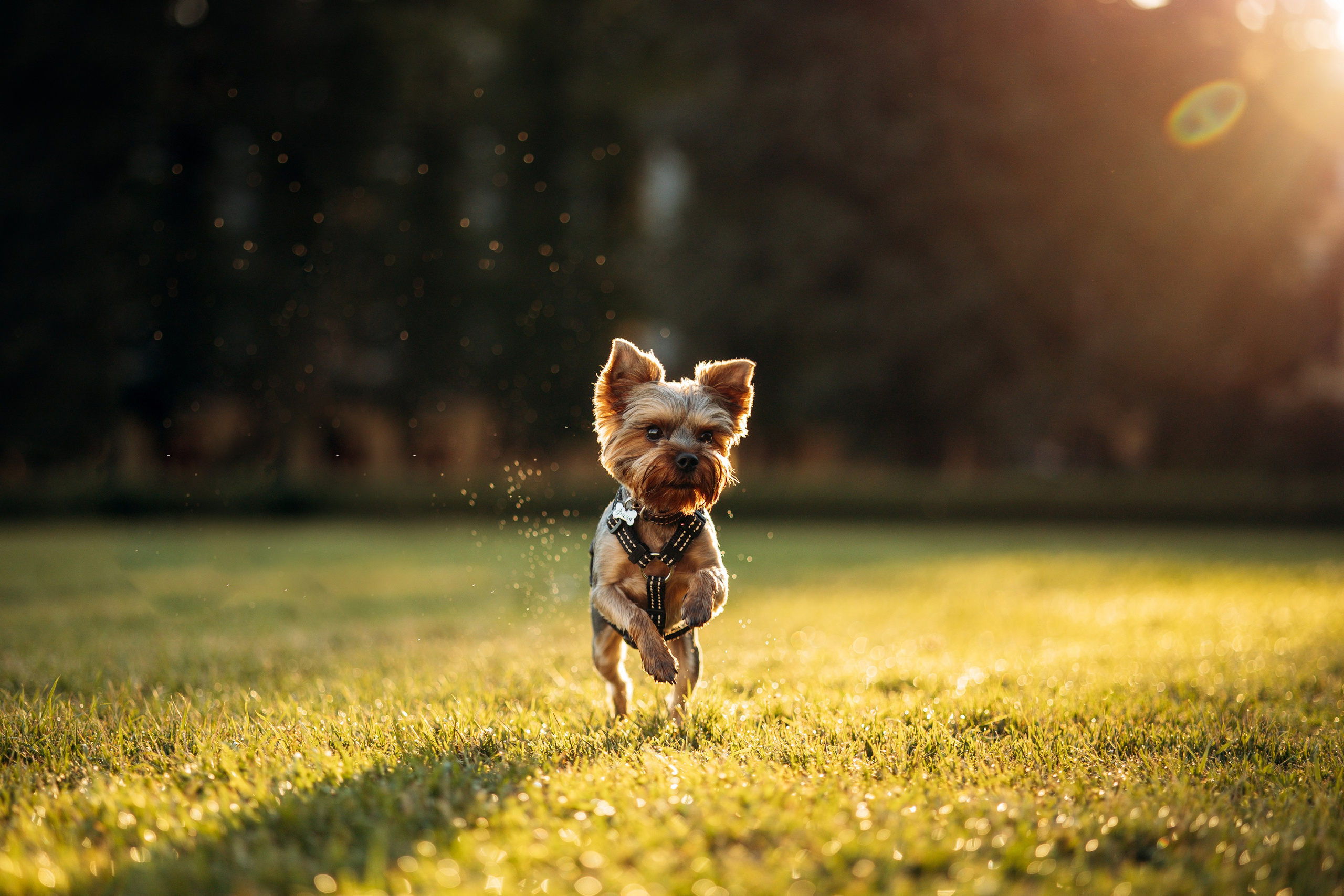 Филя и его семья. Фотограф — Анималист | Санкт-Петербург