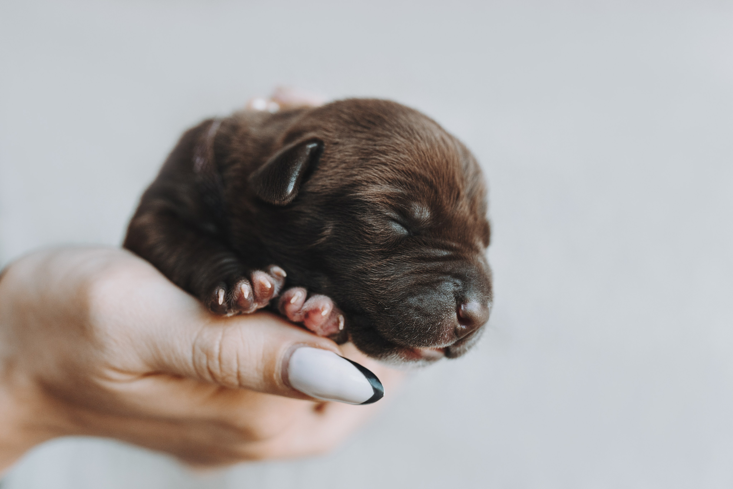 Прайтеры. Фотограф анималист Осипчикова Мария