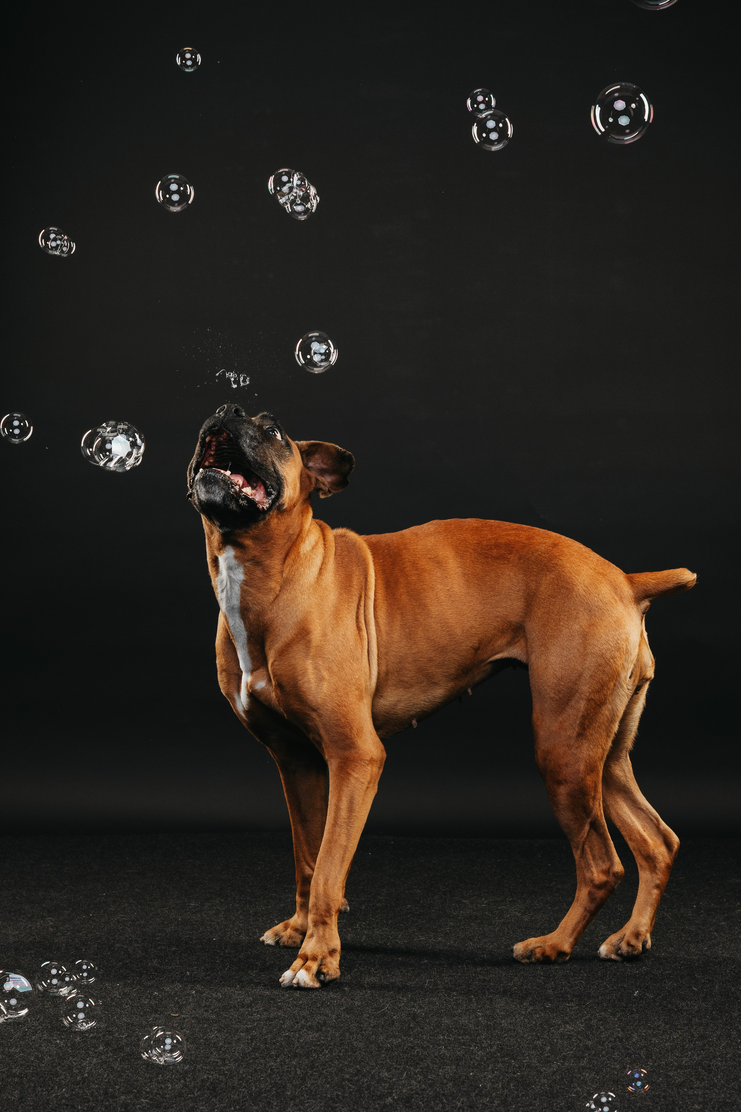 Боксер Челси. Фотограф анималист Осипчикова Мария