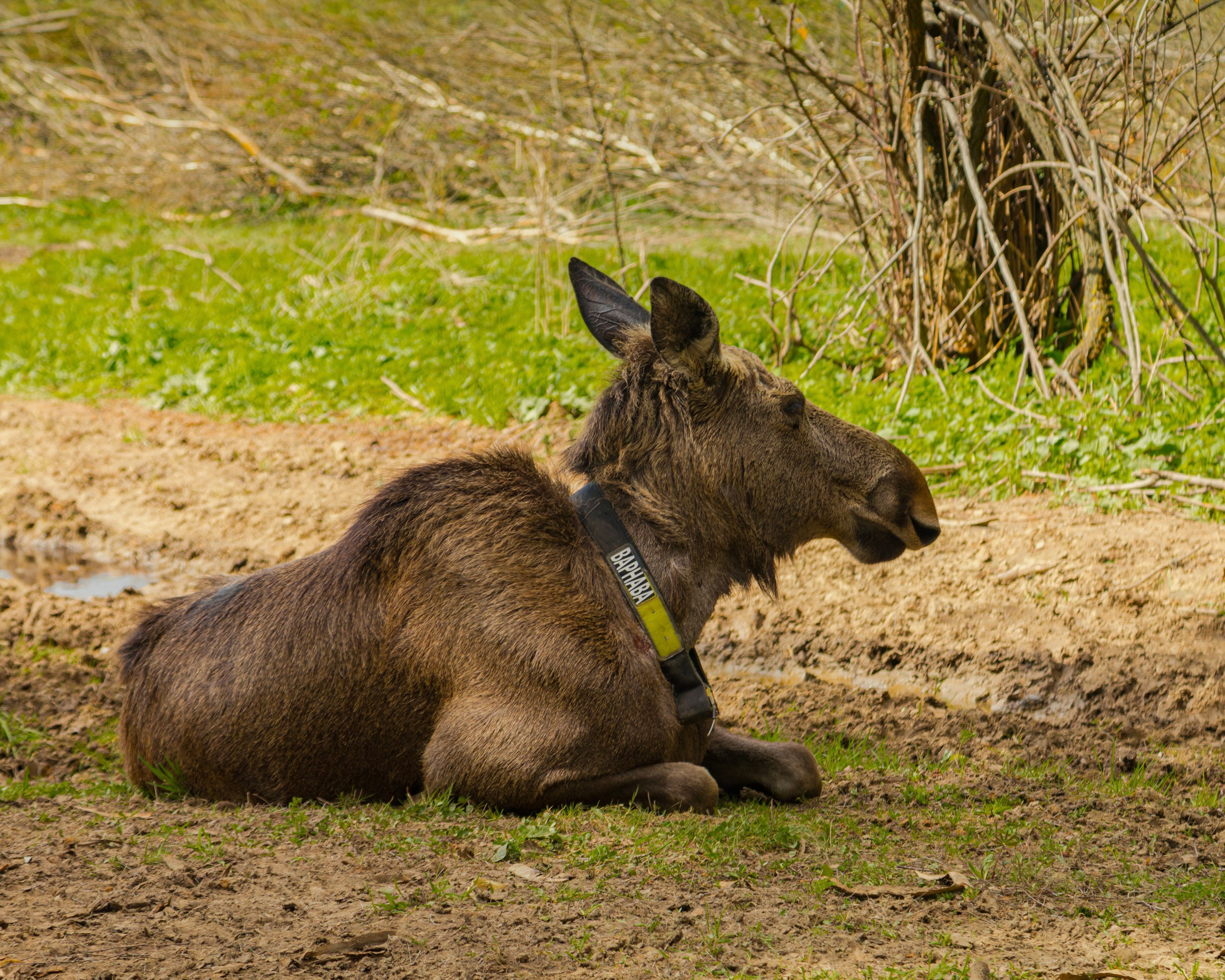 Лосеферма Сумароково. Фотограф Илья Варакин