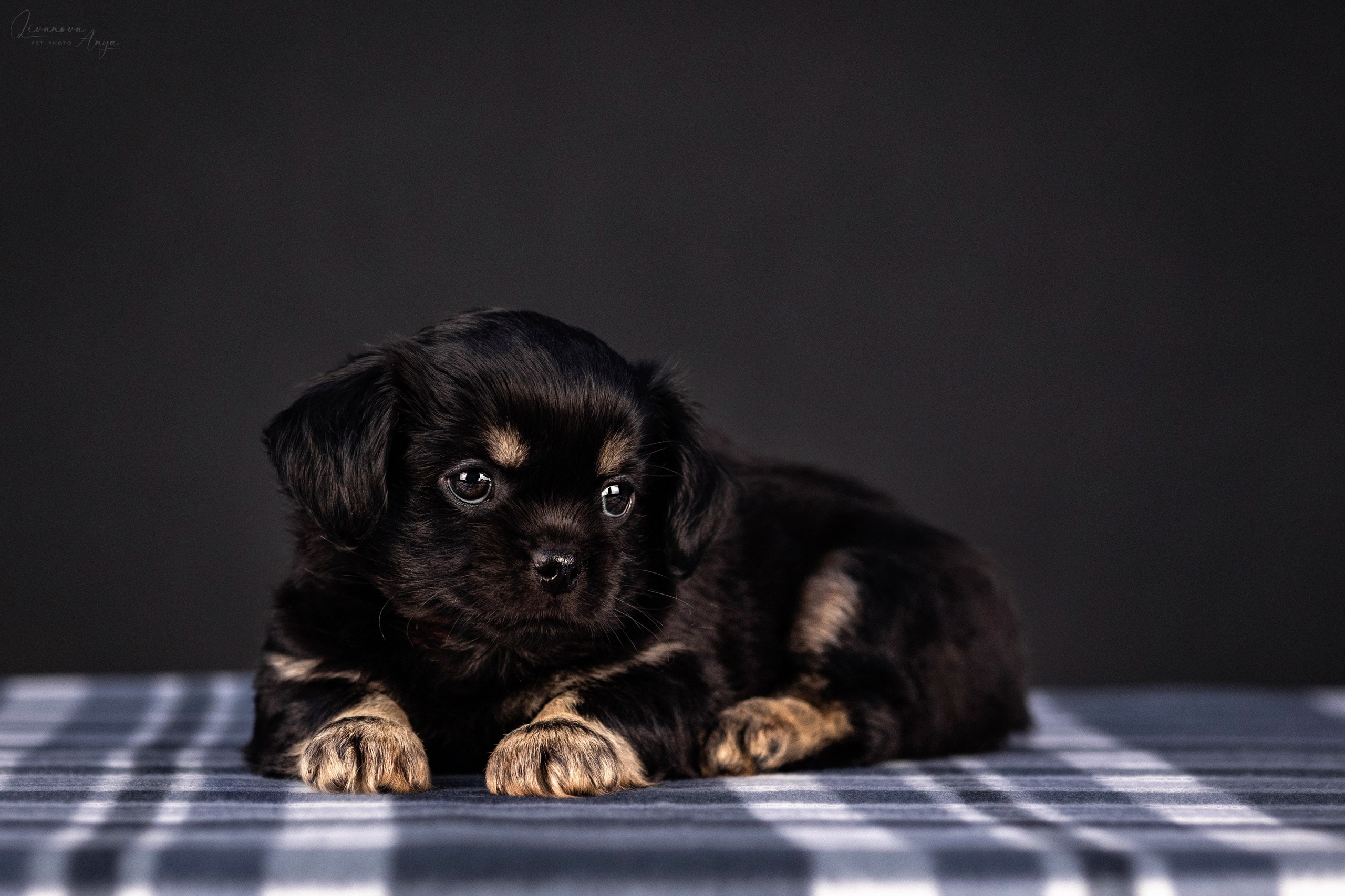 Тибетские спаниели. Фотограф анималист Аня Ливанова | Рыбинск