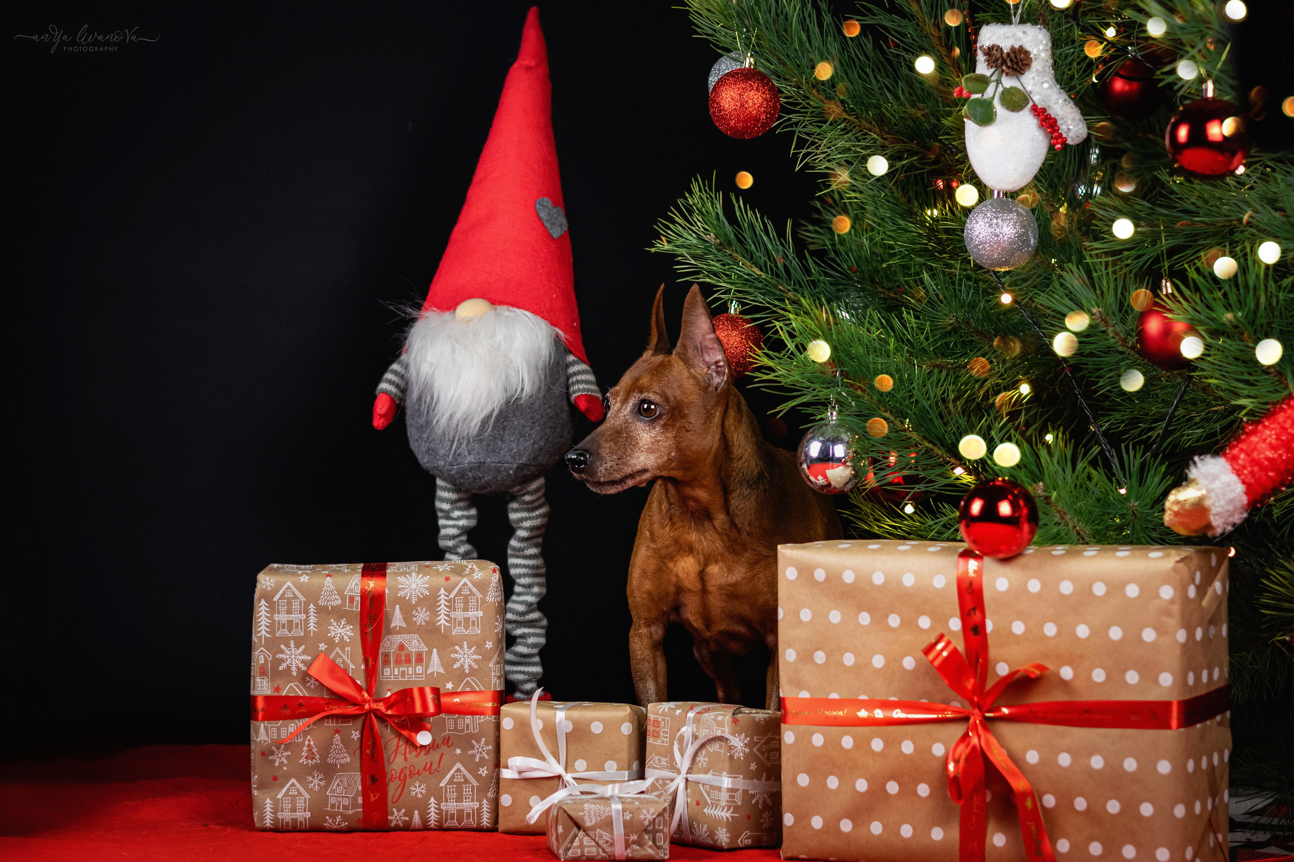 Новогодняя атмосфера в «Simply the Best». Фотограф анималист Аня Ливанова | Рыбинск