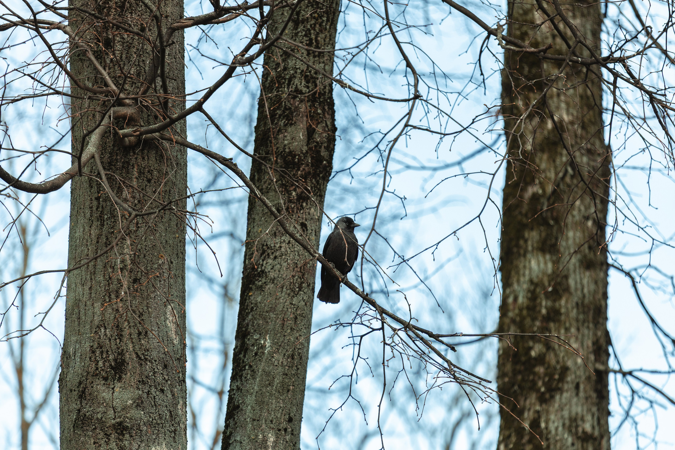 Стрит 2025. KiPPER Gallery — Фотограф