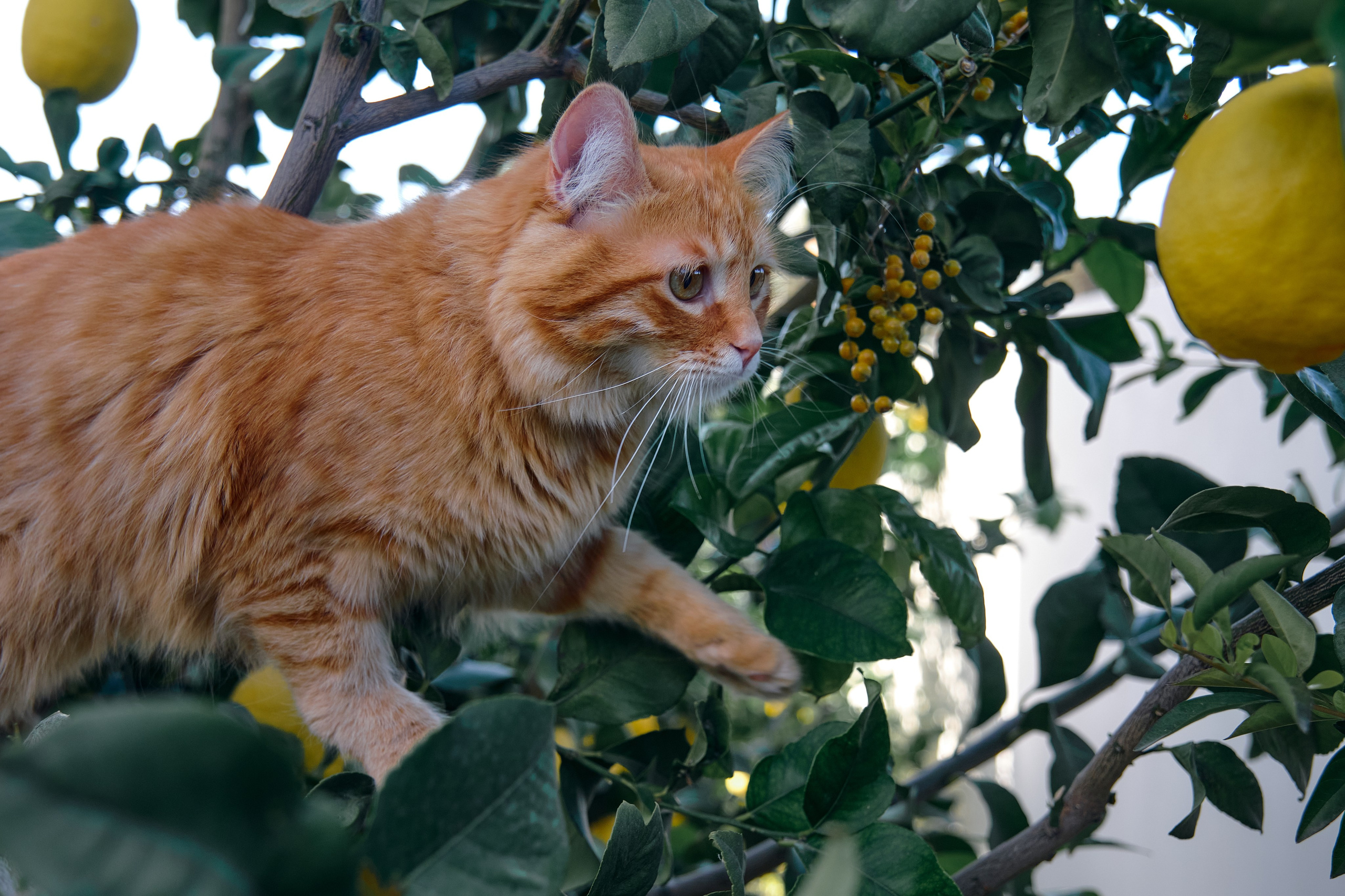 Сyprus > 2024 / april. Aleksandr Kobtsev